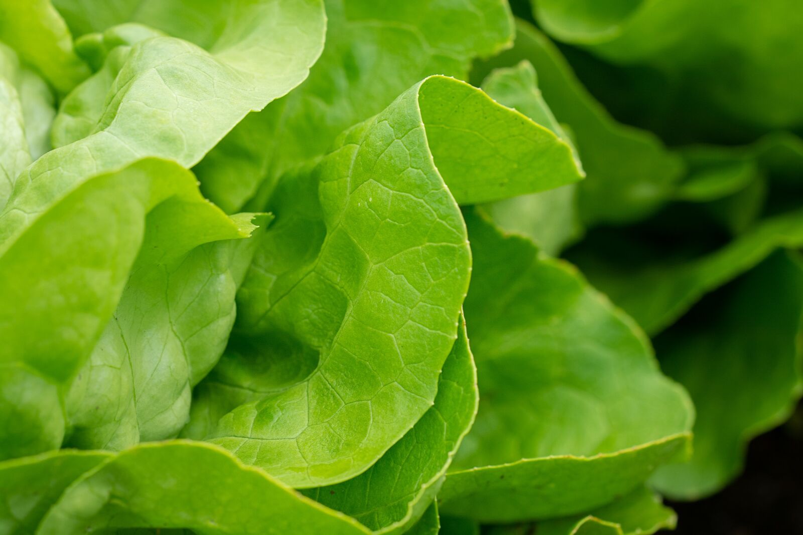 Nikon D7100 sample photo. Salad, lettuce, green photography