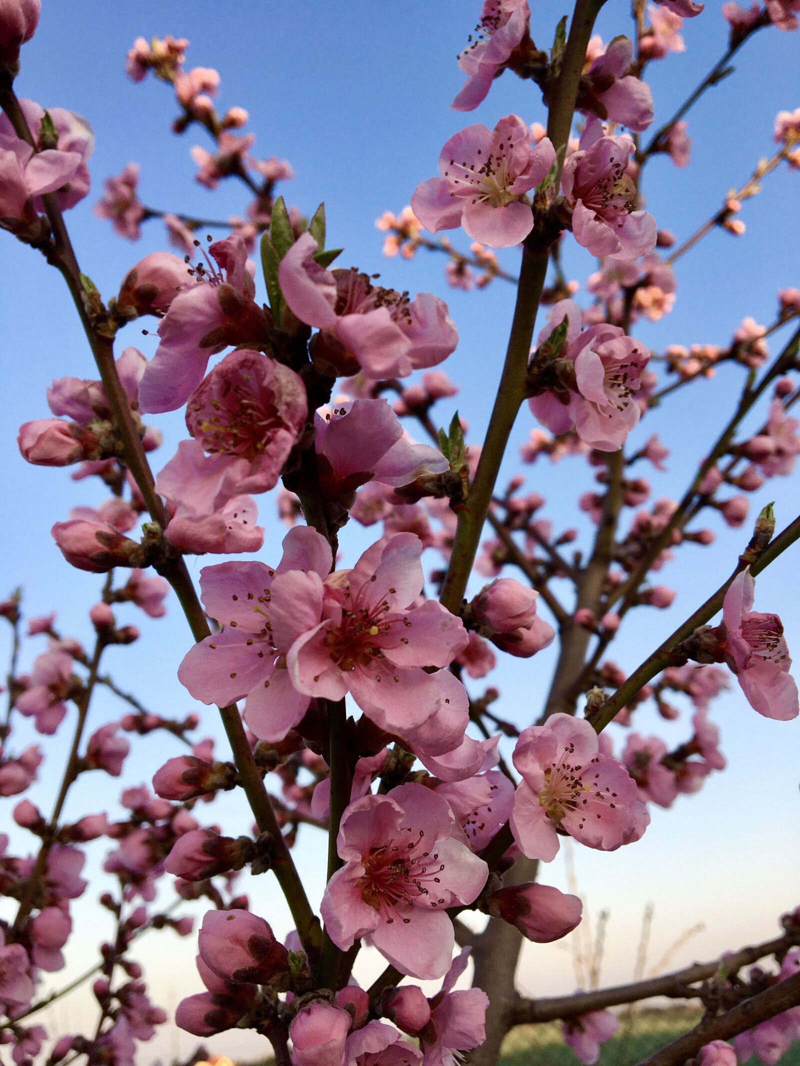Apple iPhone 6s sample photo. Flowers, bush, pink photography