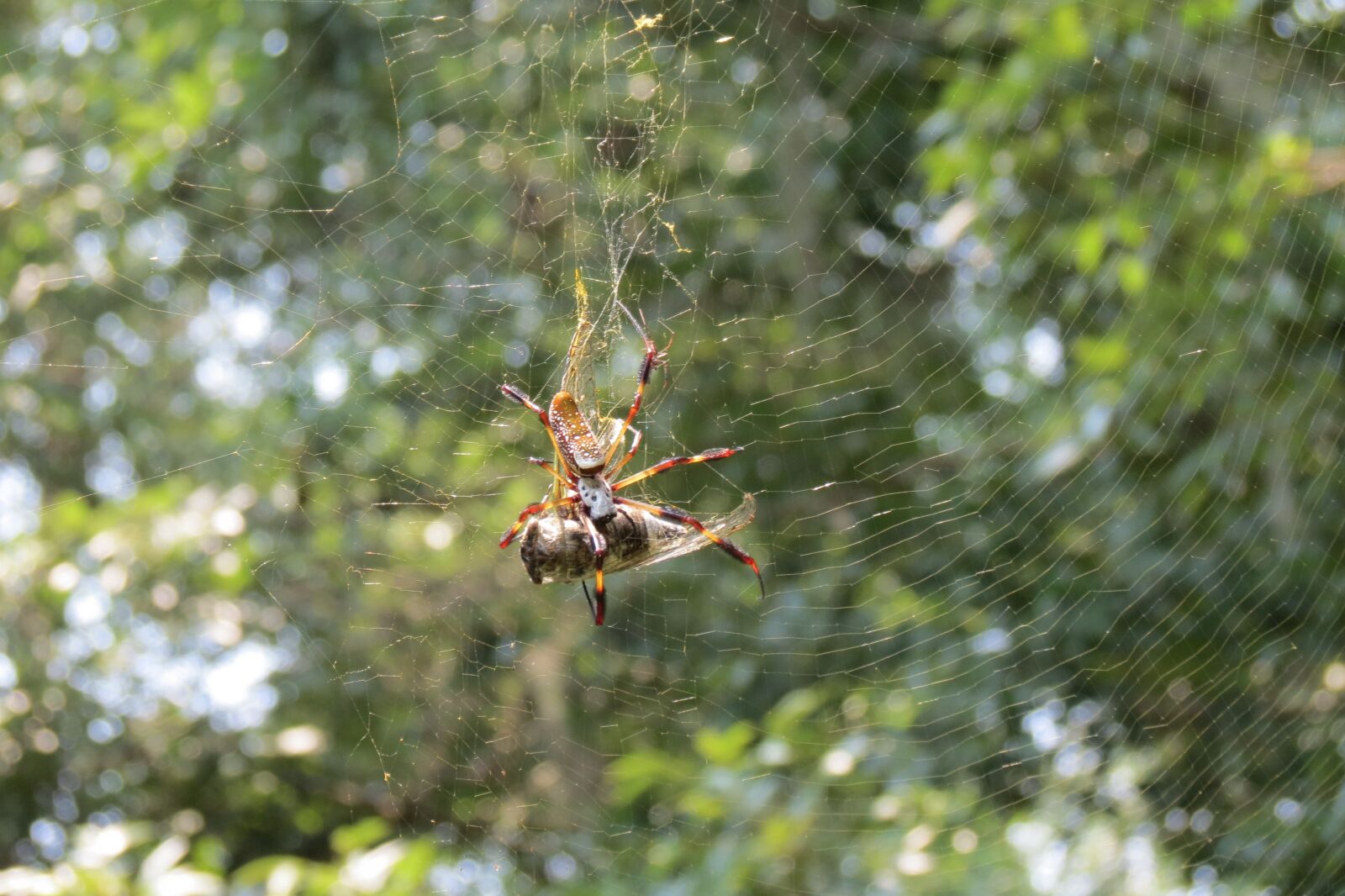 Canon PowerShot SX40 HS sample photo. Spider, spiders, eating photography