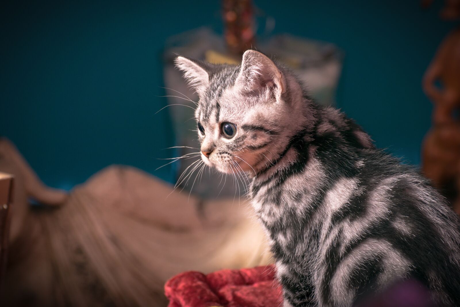 Nikon D5300 sample photo. Kitten, silver tabby, cat photography