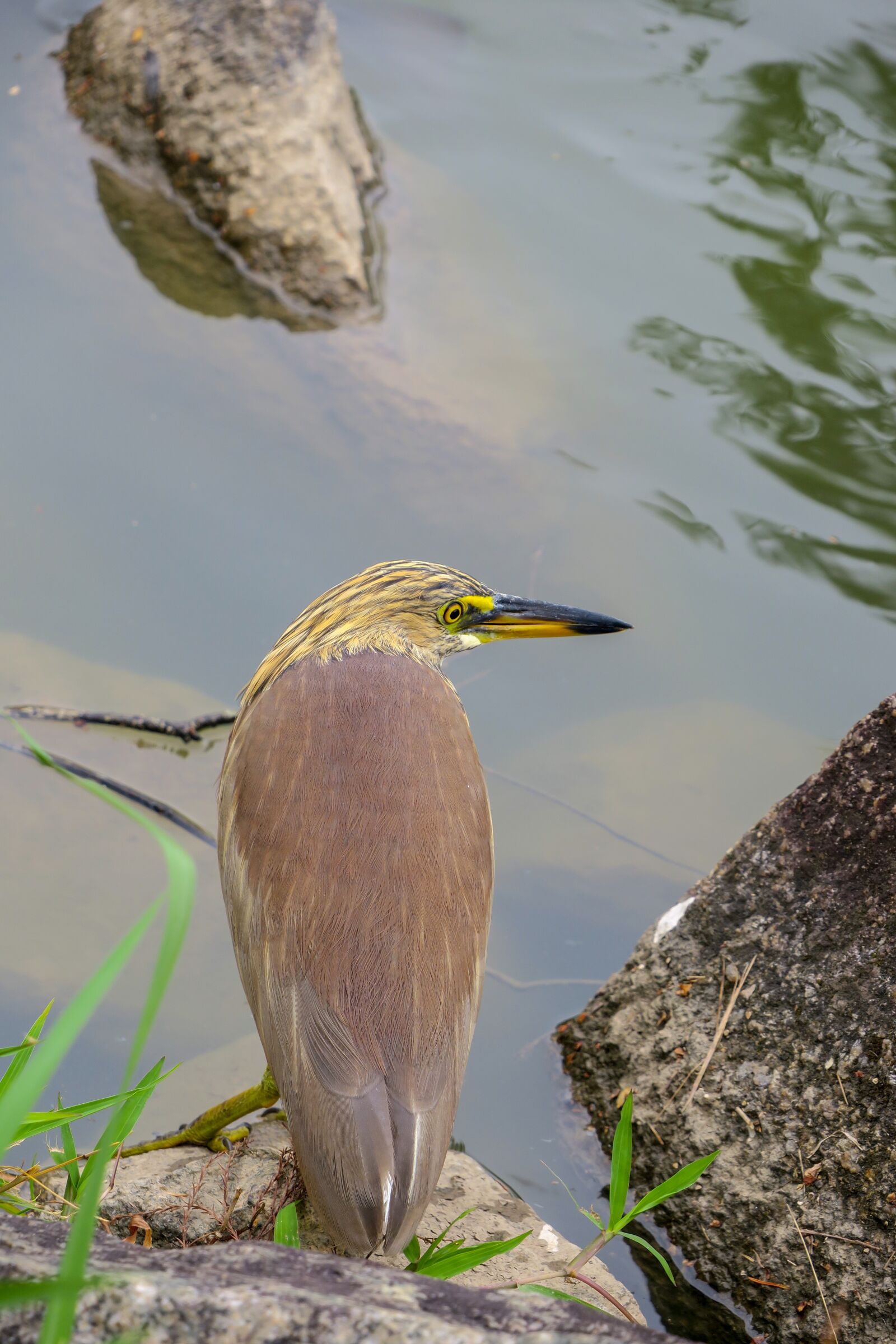 Canon PowerShot G3 X sample photo. Nature, bird, outdoor photography
