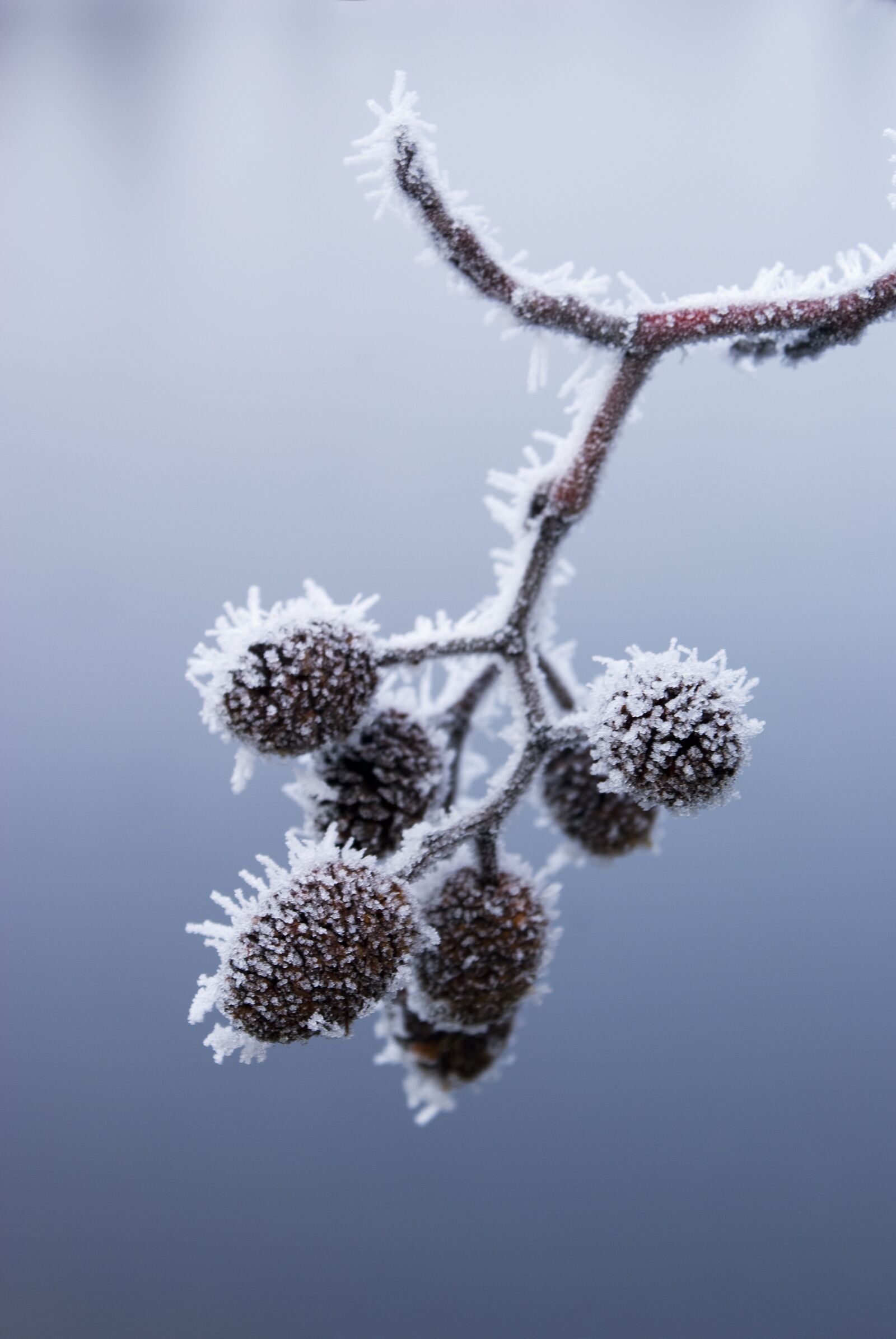 Sony Alpha DSLR-A100 sample photo. Tree, seeds, frozen photography