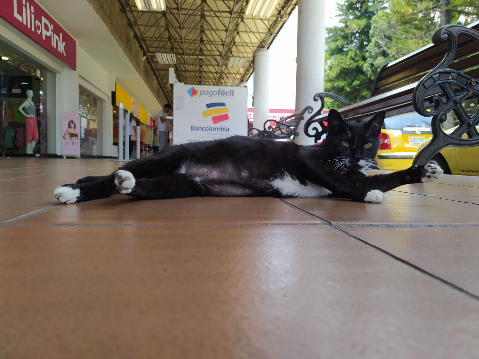 Xiaomi Redmi Note 8 sample photo. Cat, mall, animal photography