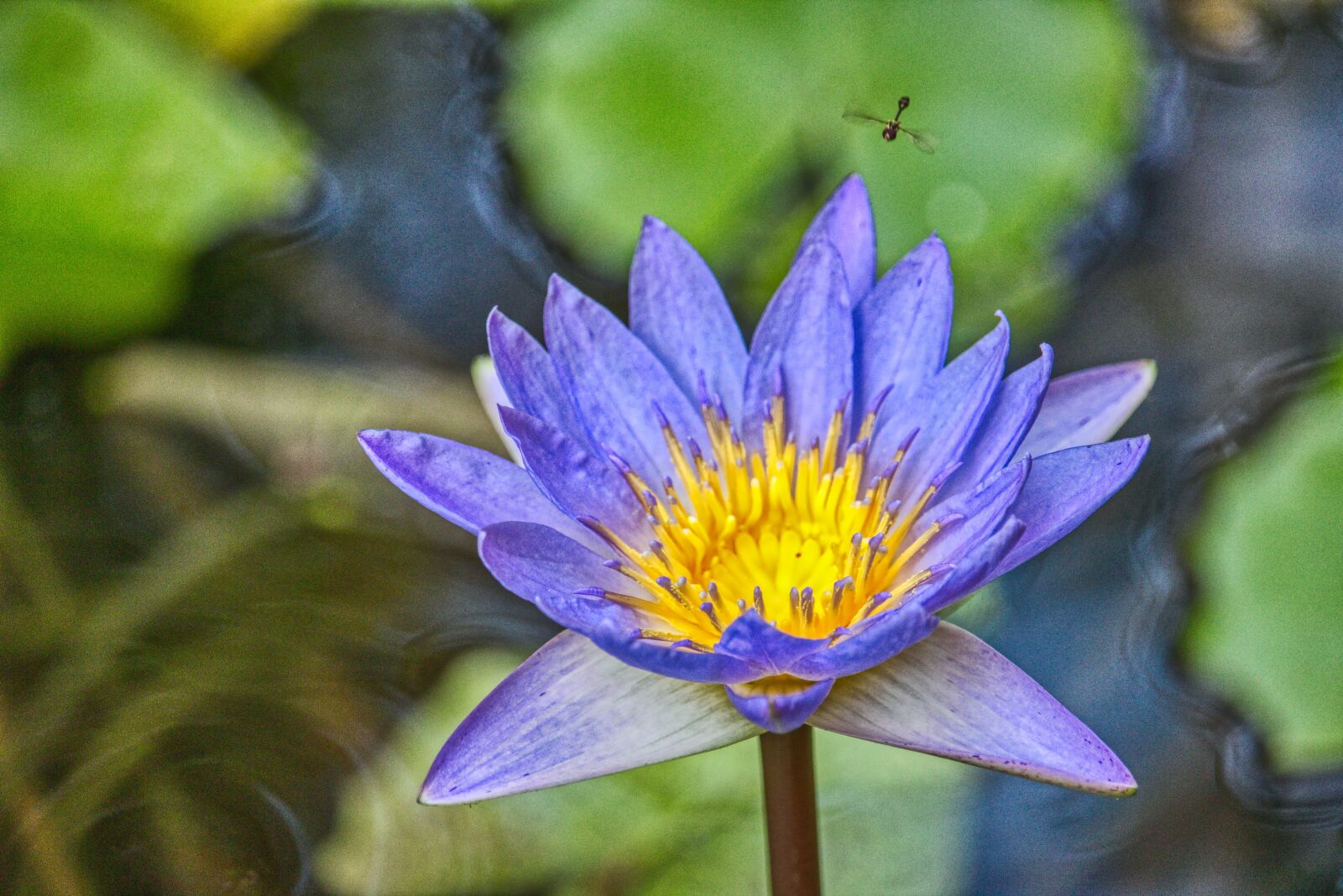 Canon EF-S 55-250mm F4-5.6 IS STM sample photo. Lotus, bloom, pink photography