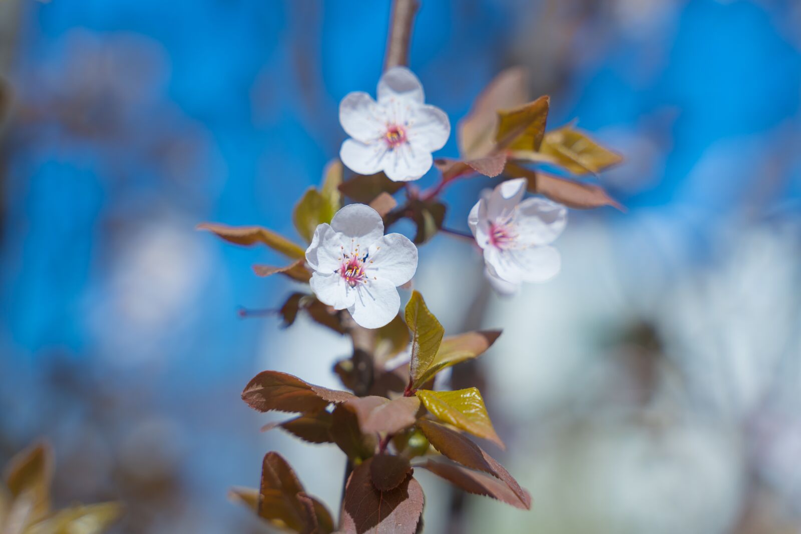 Sony a7 III + Tamron 28-75mm F2.8 Di III RXD sample photo. Peach blossom, close-up, spring photography