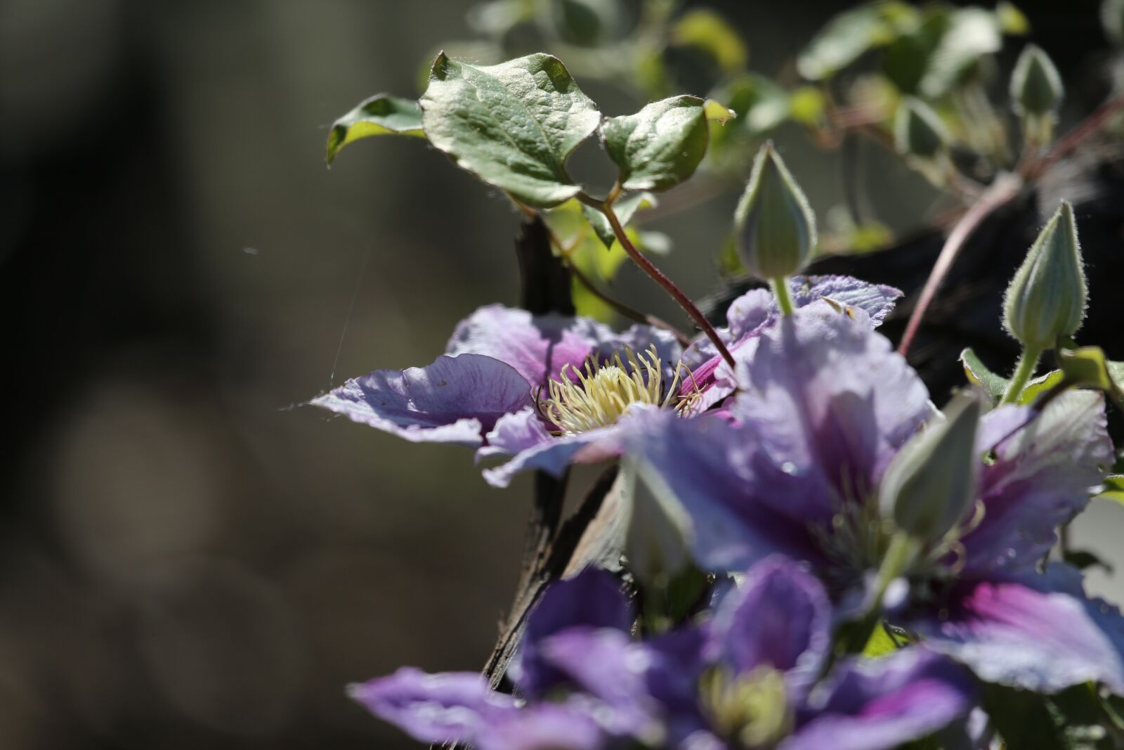 Canon EF 100-400mm F4.5-5.6L IS USM sample photo. Blossom, bloom, flower photography