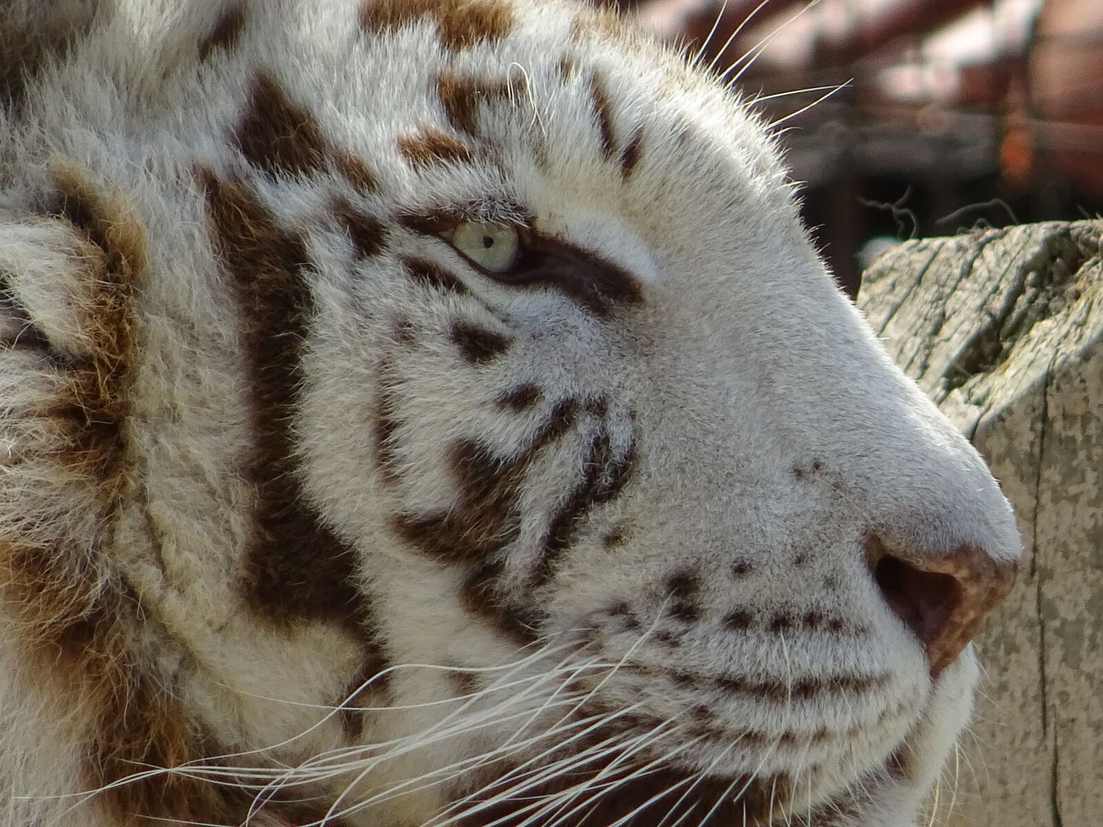 Sony DSC-HX60 sample photo. An indian tiger, animal photography
