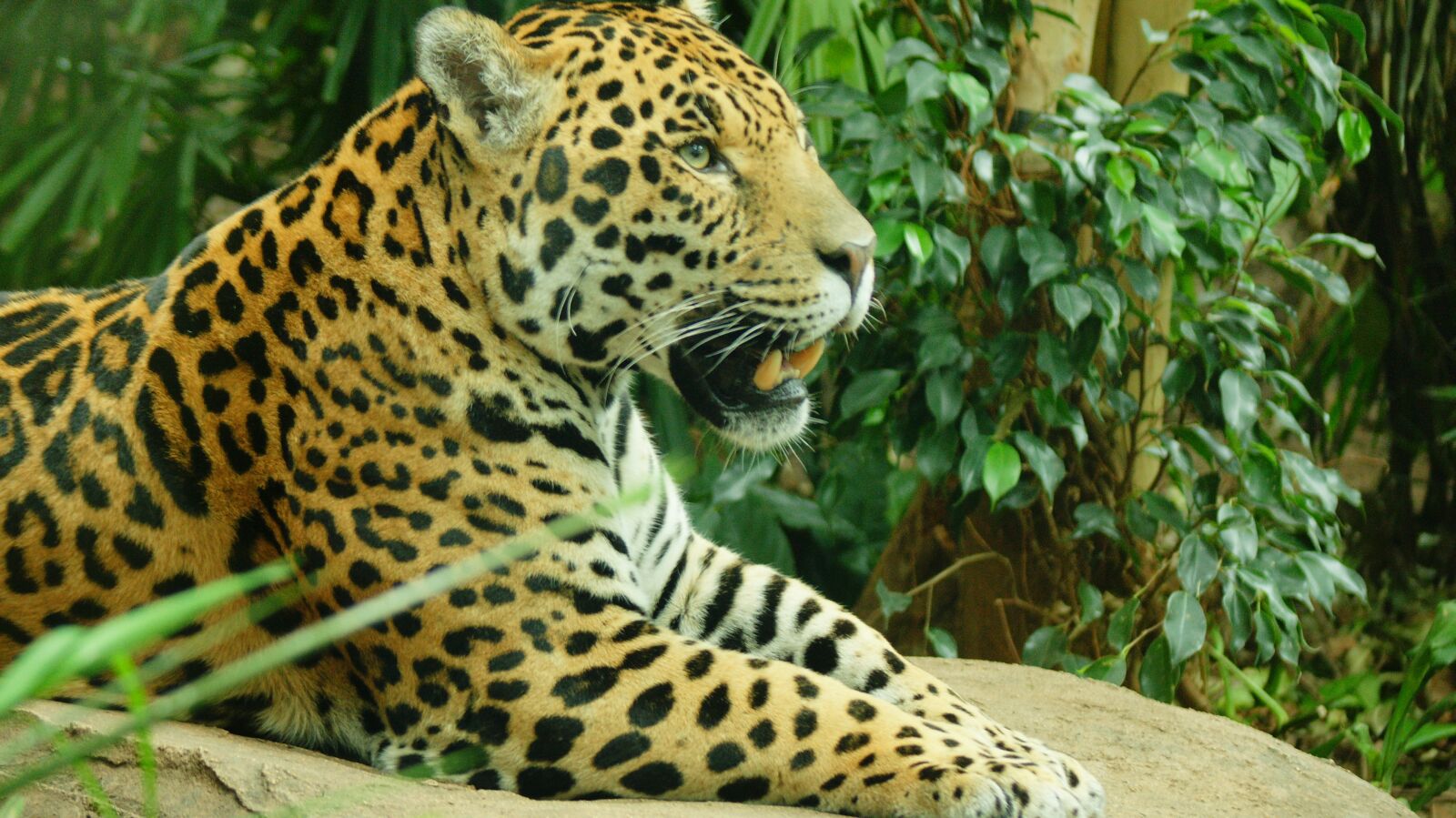 Sony Alpha DSLR-A700 sample photo. Jaguar, big cat, animal photography