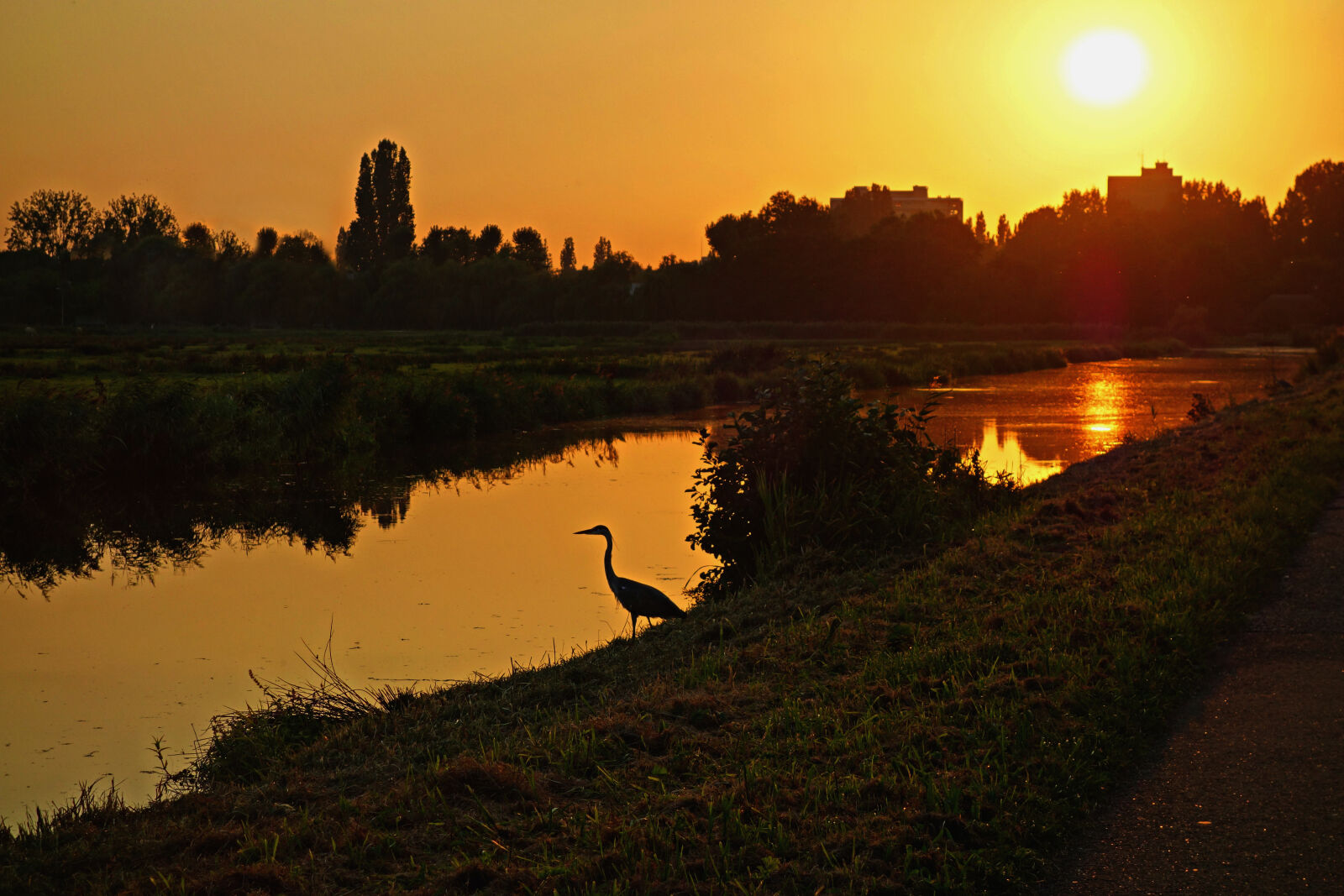 Sony Cyber-shot DSC-RX100 sample photo. Bird, bird, glow, golden photography