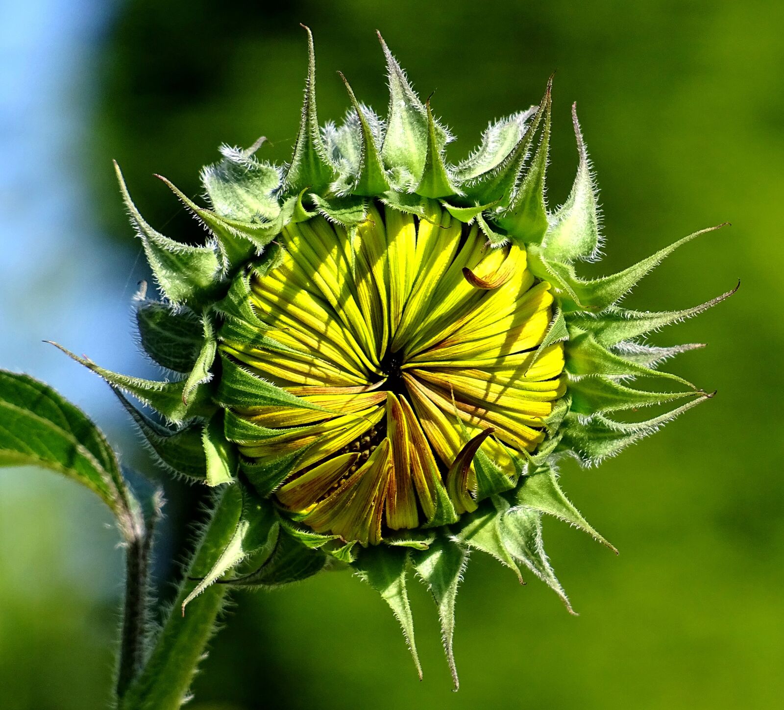 Sony DSC-HX60 sample photo. Sunflower, nature, sunflower bud photography