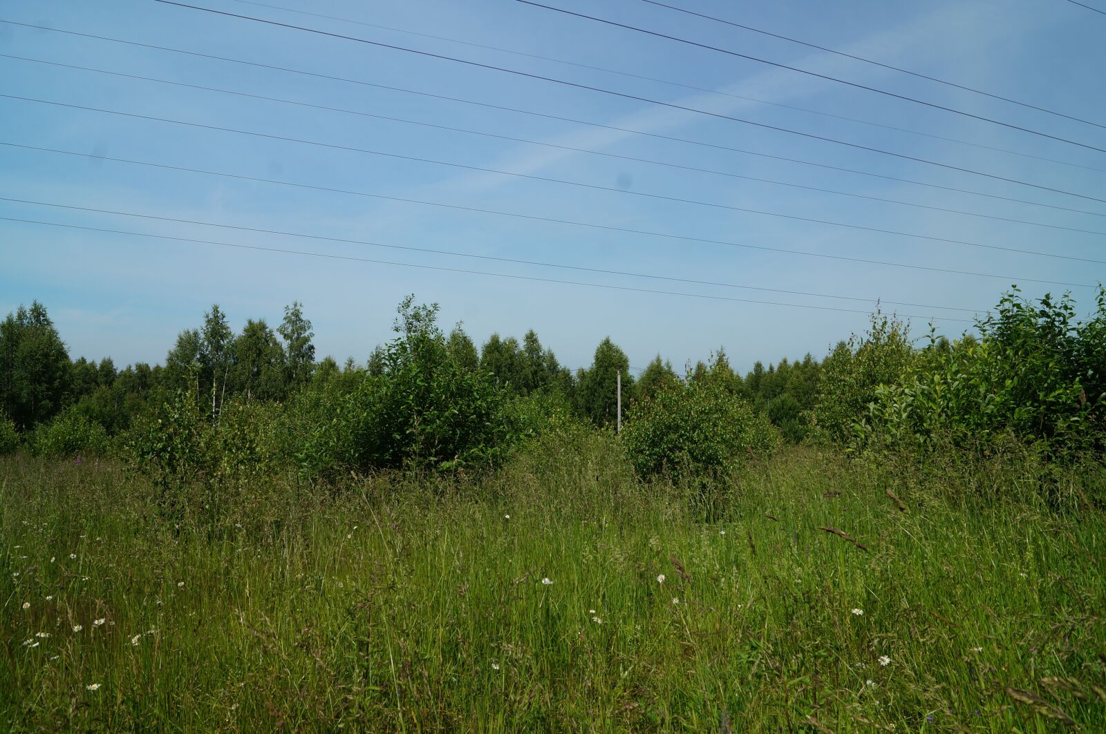 Sony SLT-A57 sample photo. Summer, forest, blue sky photography