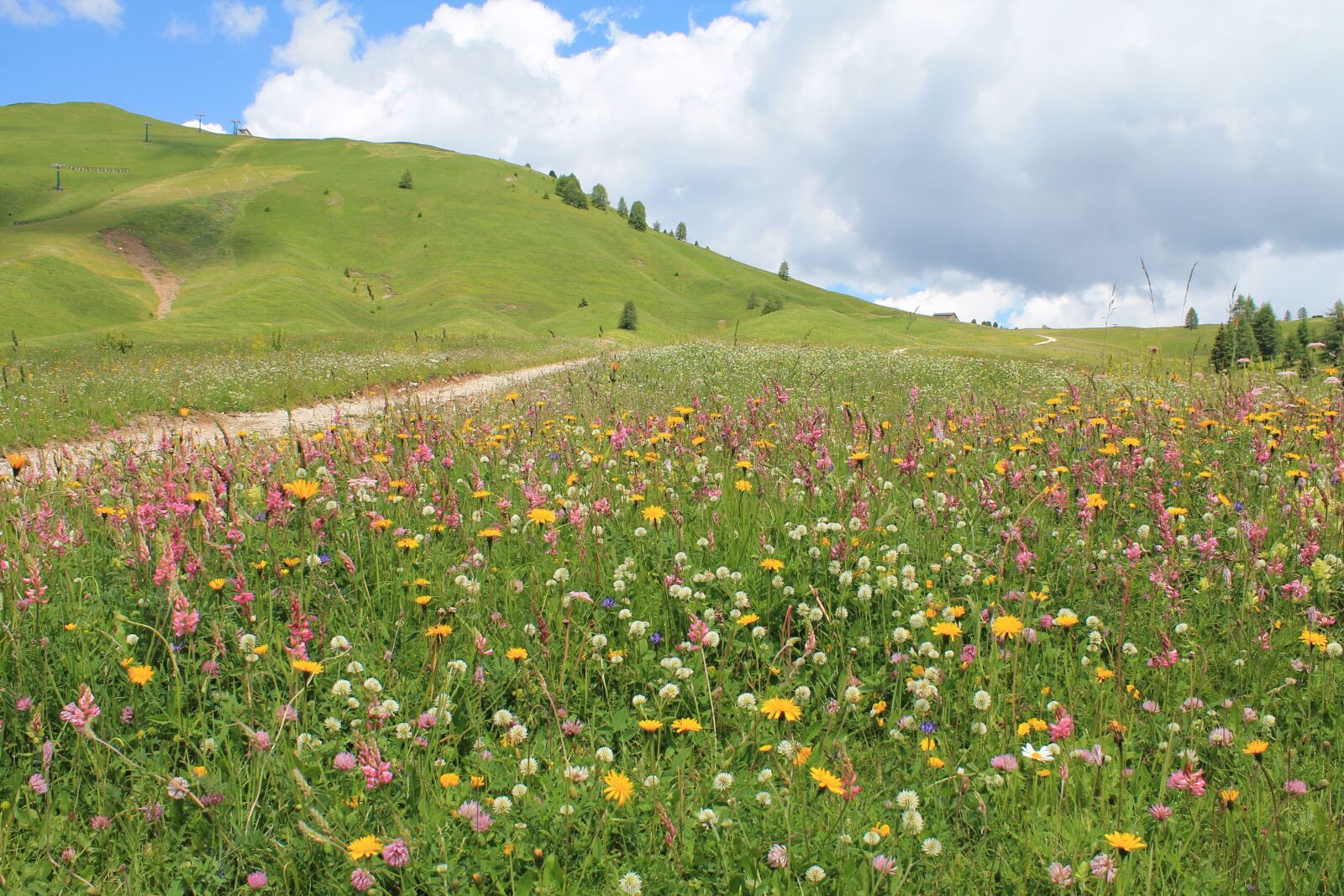 Canon EOS 1100D (EOS Rebel T3 / EOS Kiss X50) sample photo. Flowers, mountain, pasture photography