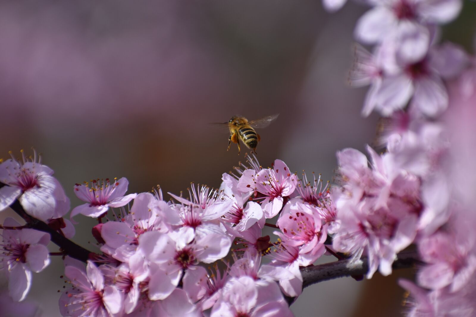 Nikon D3500 sample photo. Bee, insect, nature photography
