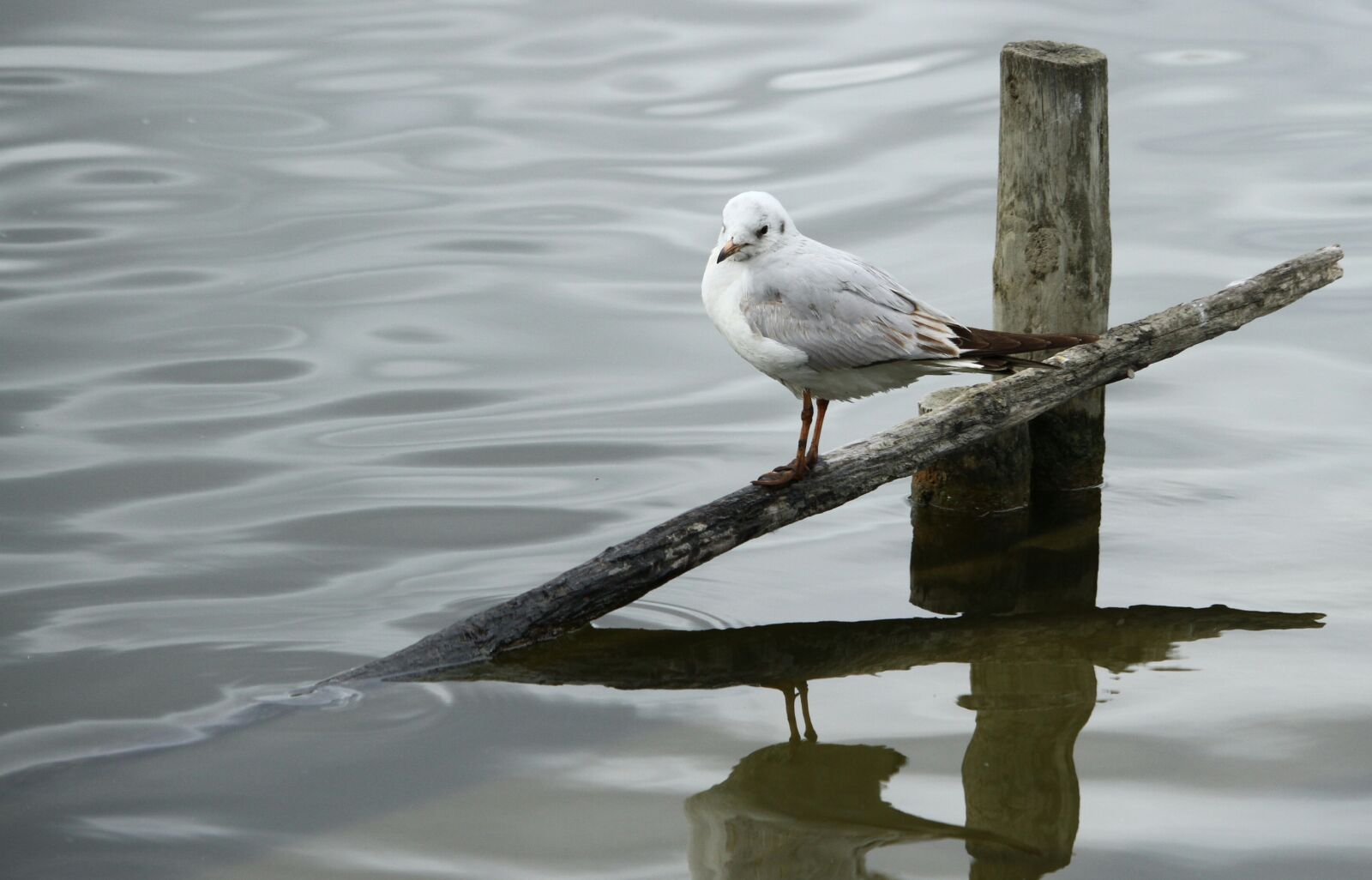Canon EOS 7D sample photo. Birds, body of water photography