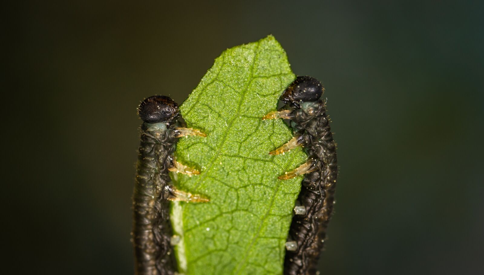 Sony a7R II sample photo. Macro, insects, the caterpillars photography