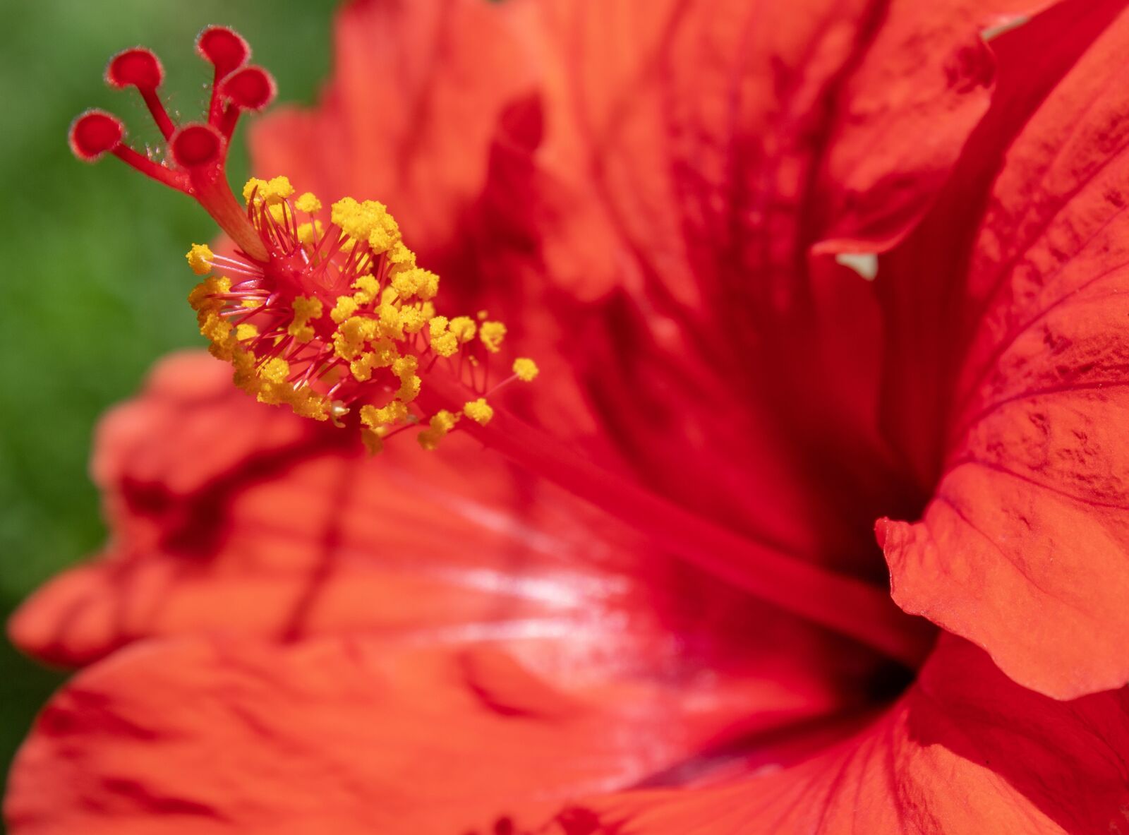 Canon EOS 1300D (EOS Rebel T6 / EOS Kiss X80) sample photo. Flower, red, bloom photography