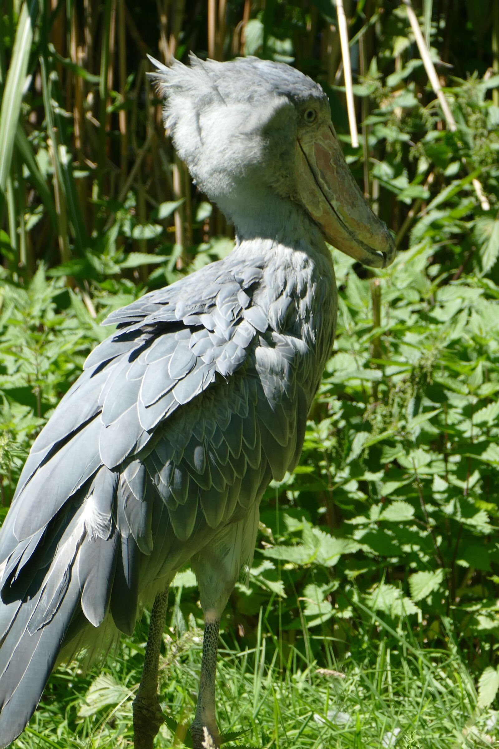 Panasonic Lumix DMC-FZ1000 sample photo. Shoebill, exot, animal photography