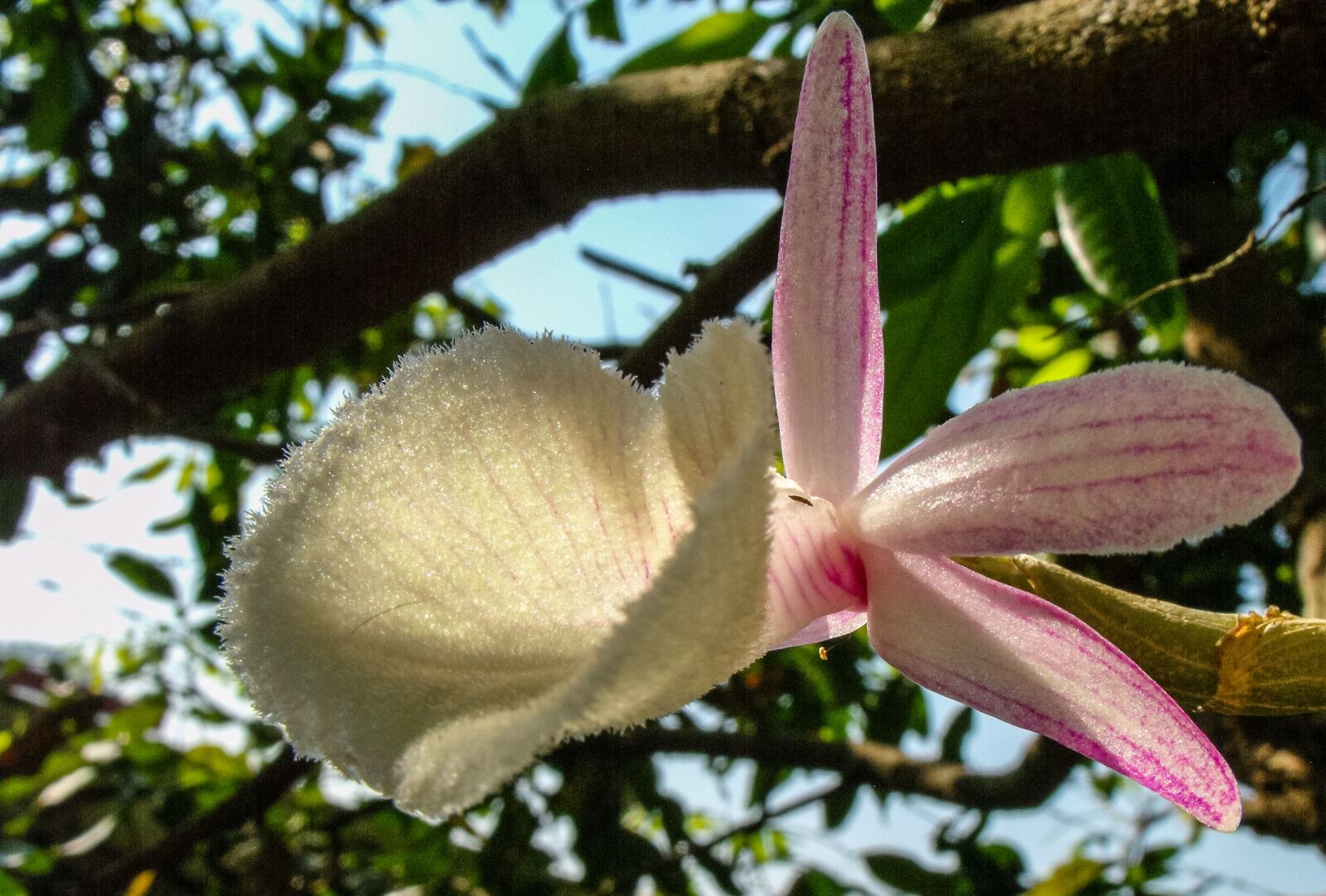 Fujifilm FinePix S1000fd sample photo. Orchid, blossom, bloom photography