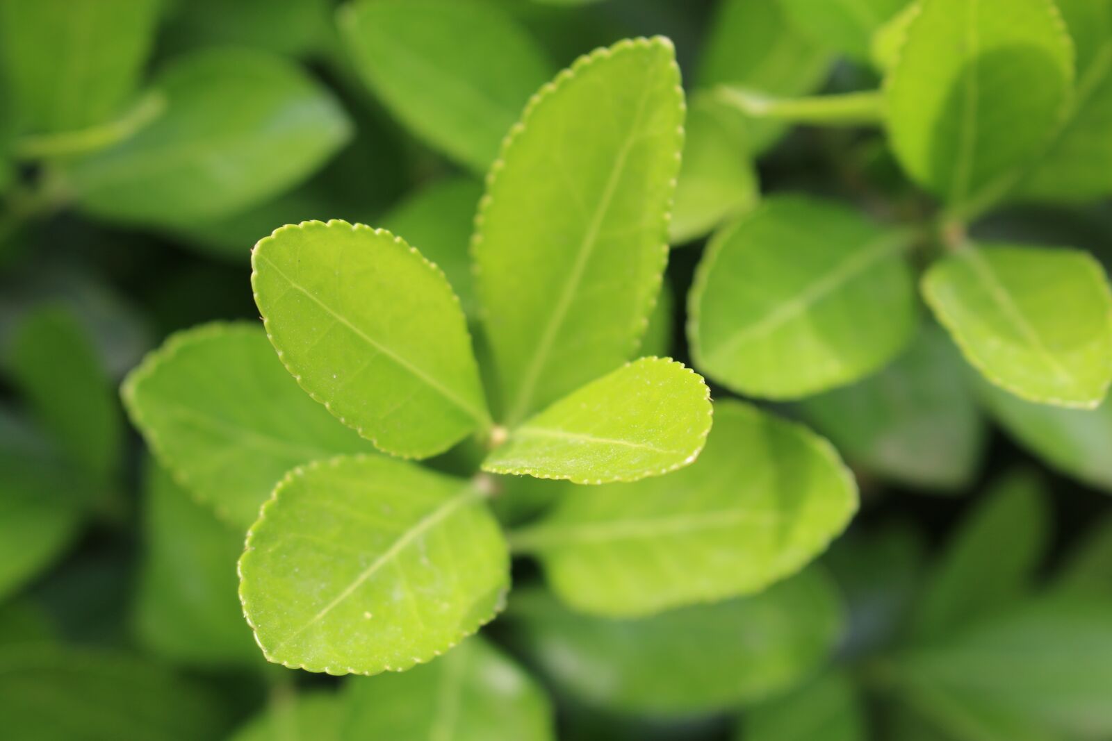 Canon EOS 70D sample photo. Green, leaf, leafs photography