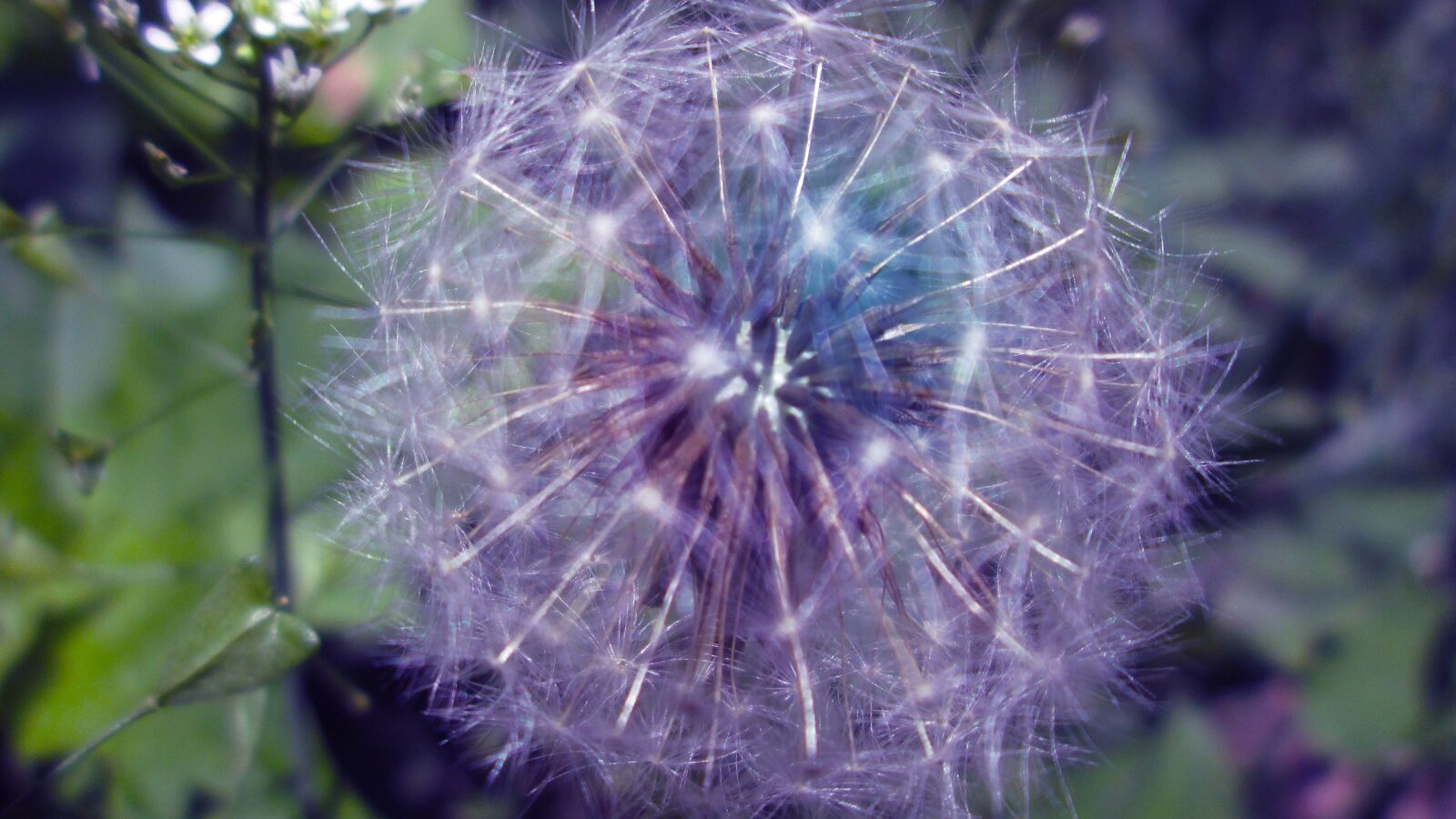 Canon PowerShot A810 sample photo. Magic, mystic, flower photography