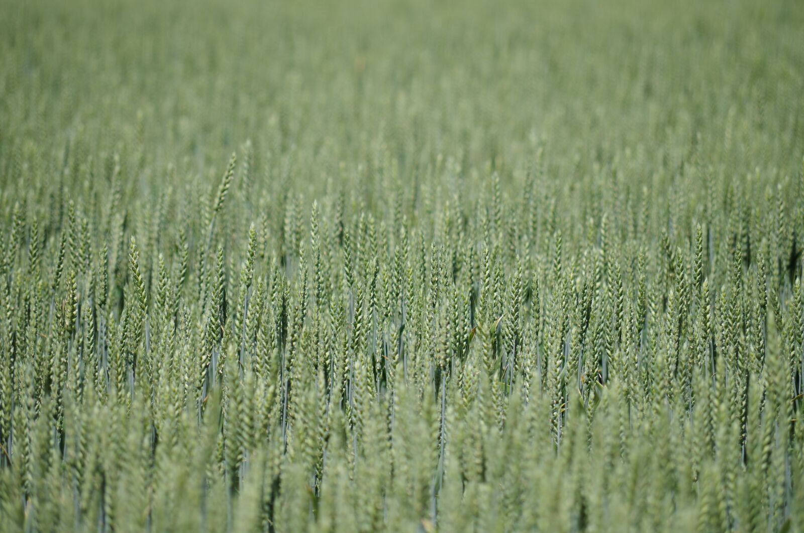 Pentax K-500 sample photo. Field, the grain, barley photography