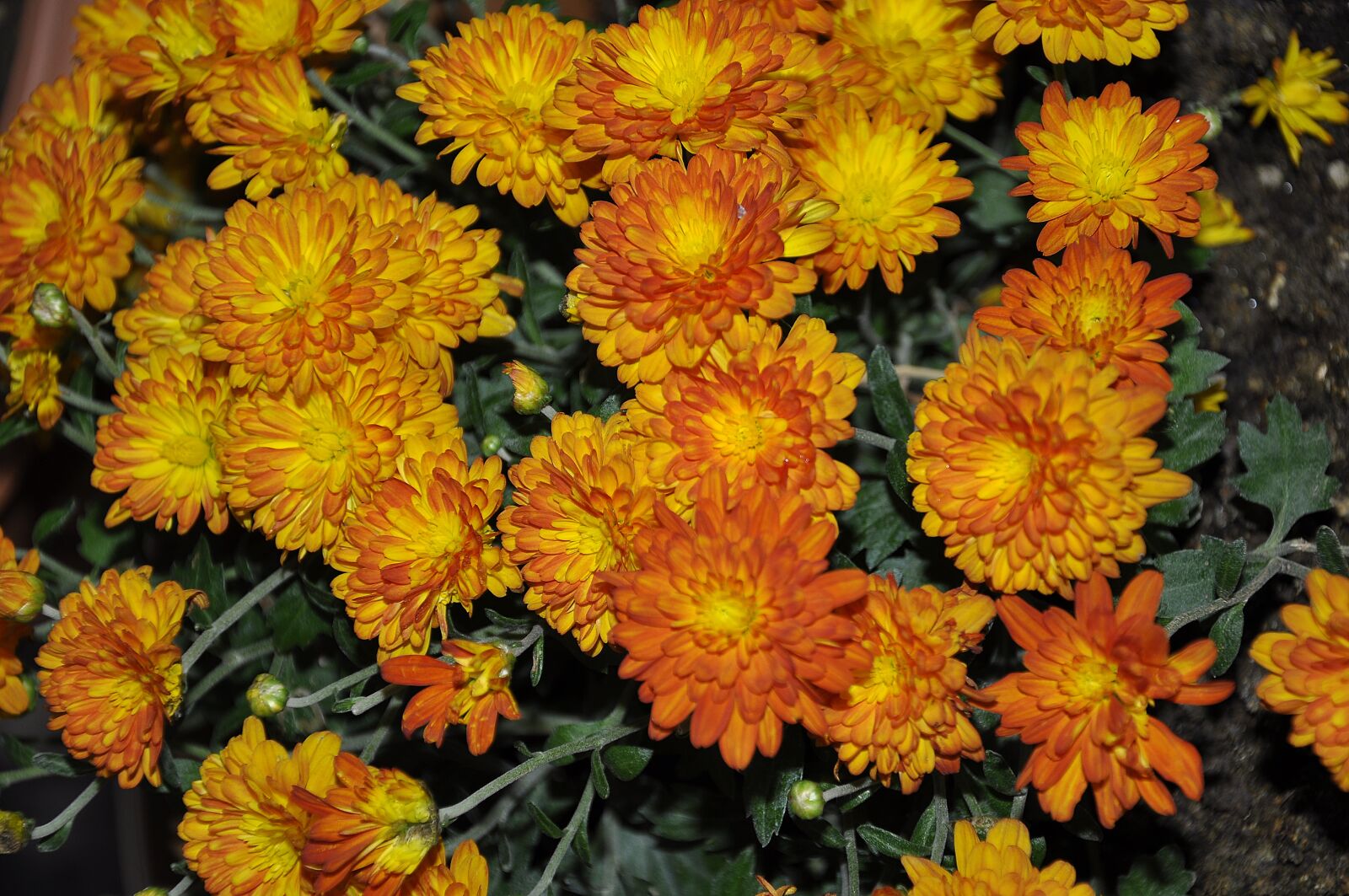 Nikon D90 sample photo. Orange, chrysanthemum, flower photography
