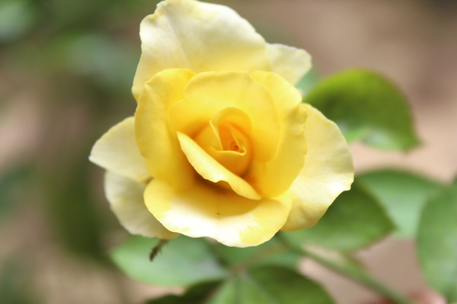 Canon EOS 700D (EOS Rebel T5i / EOS Kiss X7i) sample photo. Faces, flower, rose, sunita photography