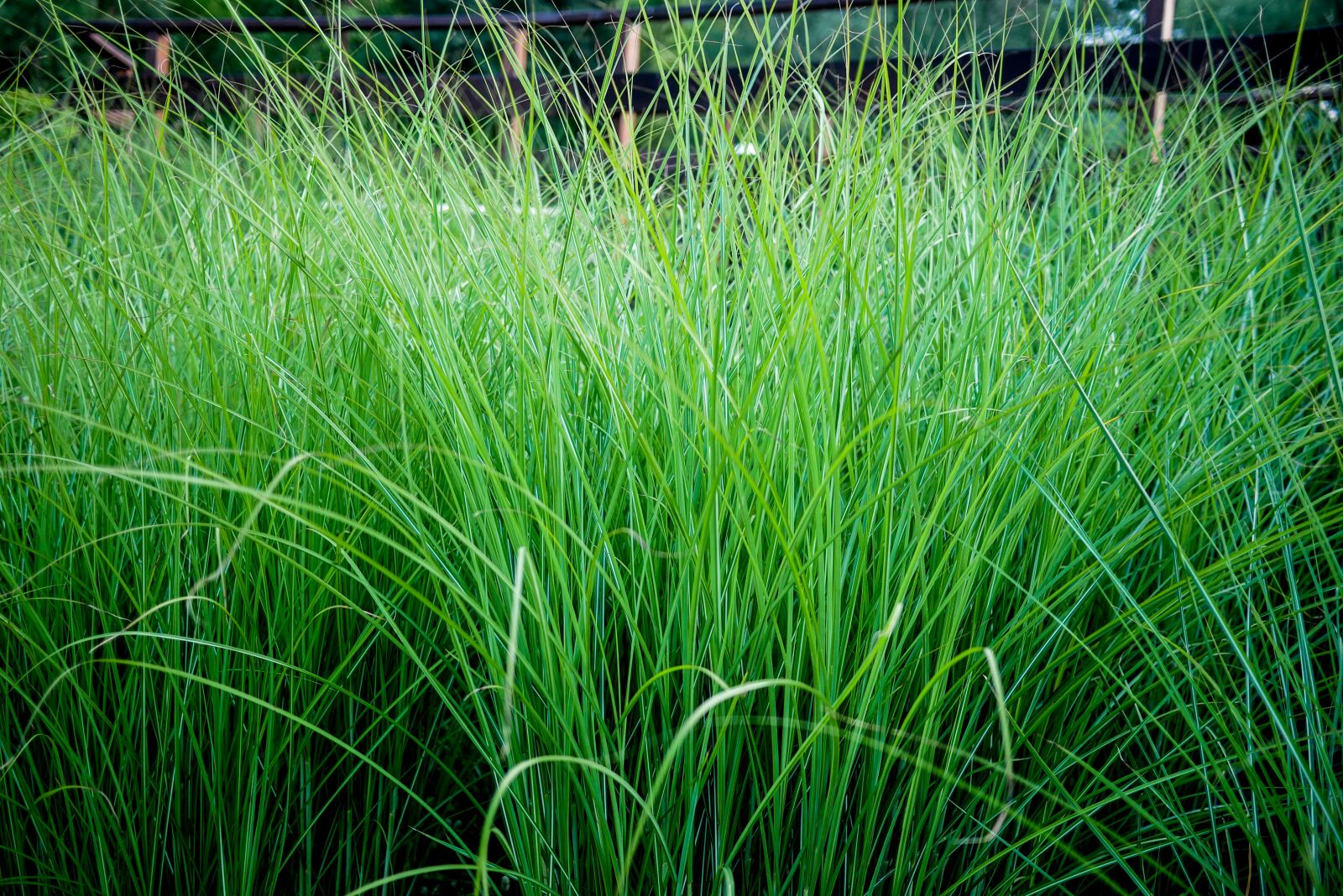 Panasonic Lumix DMC-GX85 (Lumix DMC-GX80 / Lumix DMC-GX7 Mark II) + LUMIX G 20/F1.7 II sample photo. Grass, green, nature photography