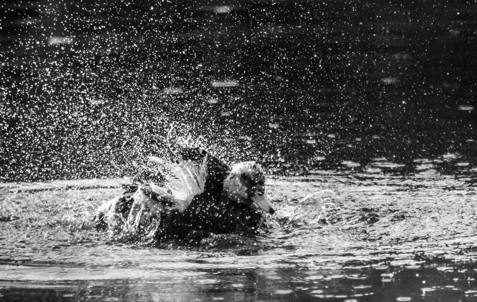 Nikon D5500 sample photo. Water, monochrome, nature photography