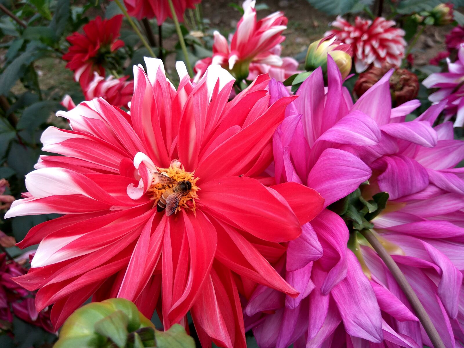 Xiaomi Redmi Note3 sample photo