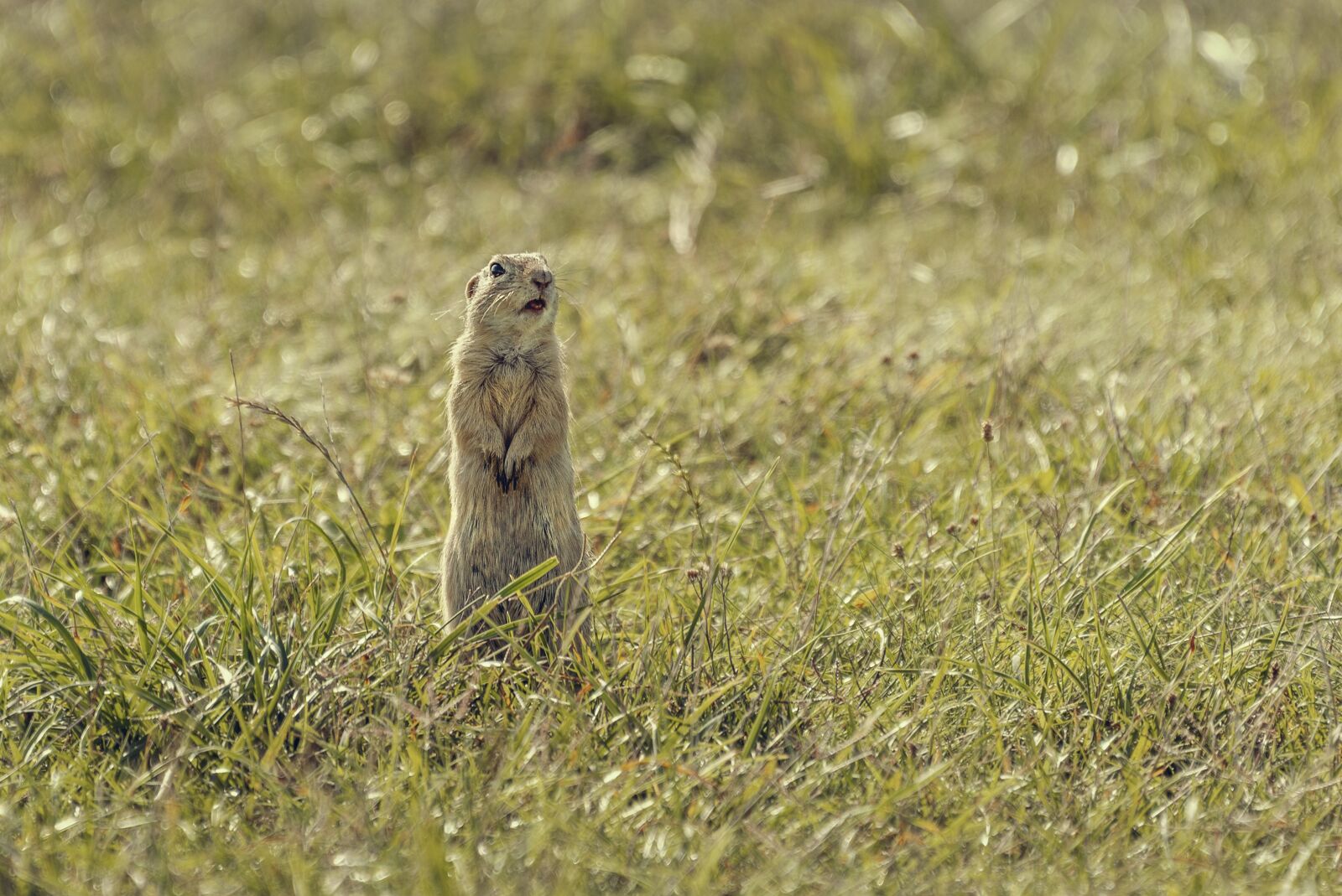 Nikon D610 sample photo. Squirrel, ground squirrel, animal photography