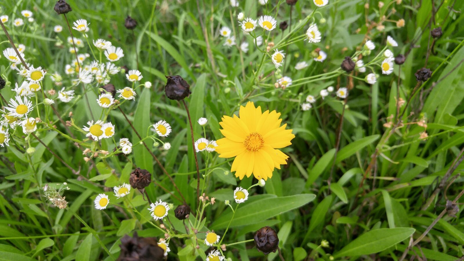 LG G4 sample photo. Wildflower, flowers, korea photography
