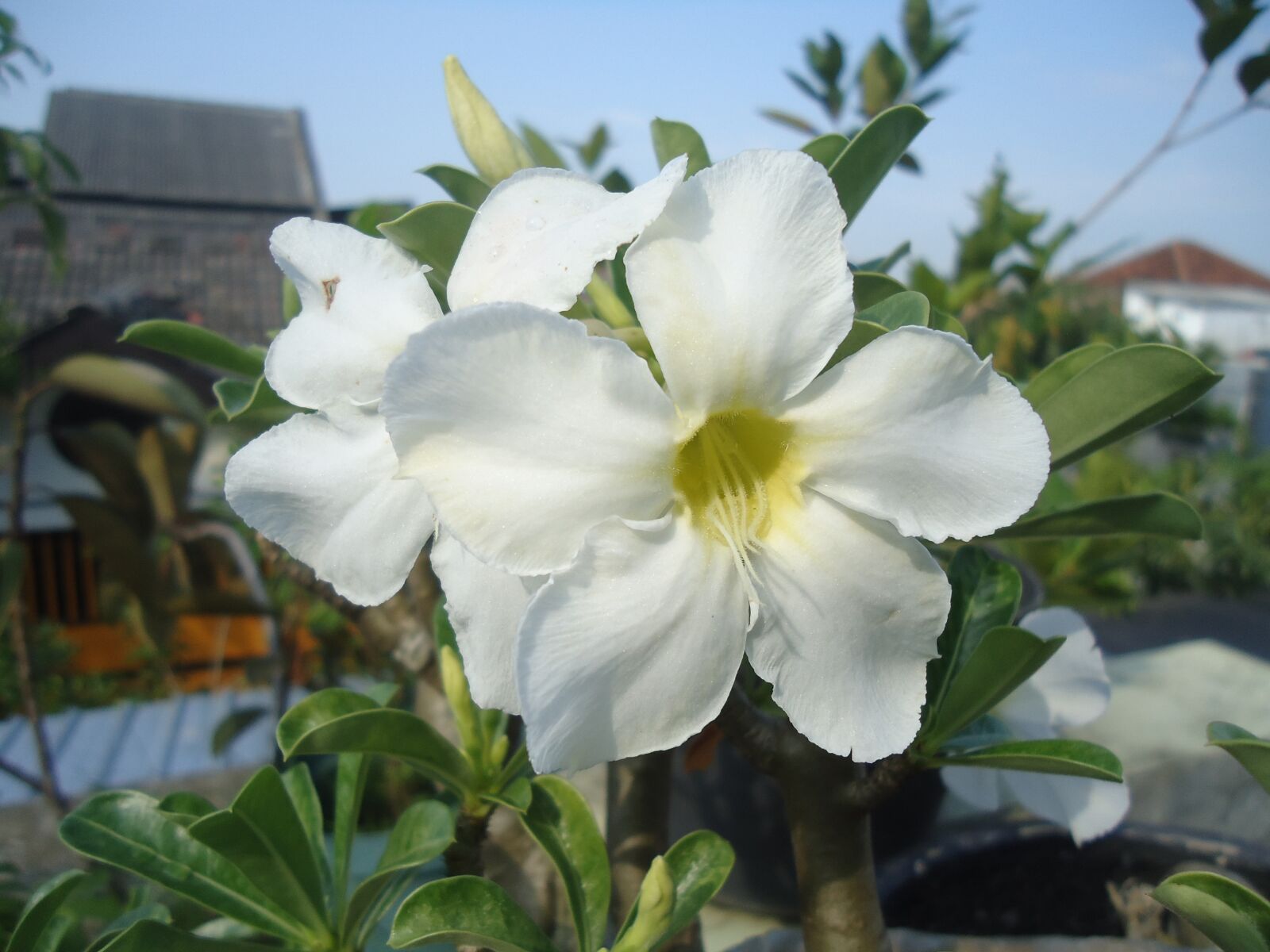 Sony Cyber-shot DSC-W320 sample photo. Adenium, white, flower photography