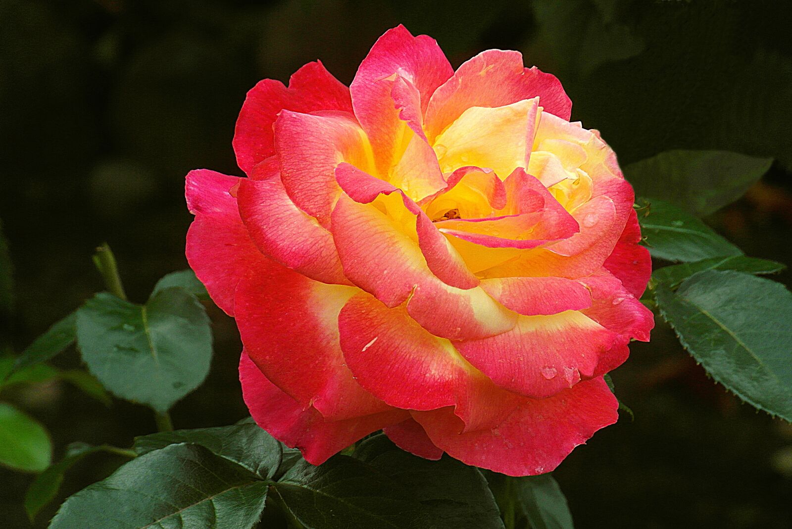 Samsung WB750 sample photo. Rose flower, red, garden photography