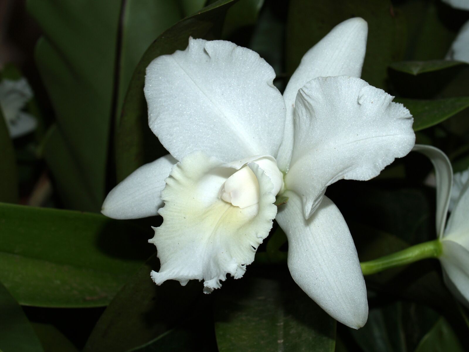 Olympus E-300 (EVOLT E-300) sample photo. Orchid, flower, bright photography
