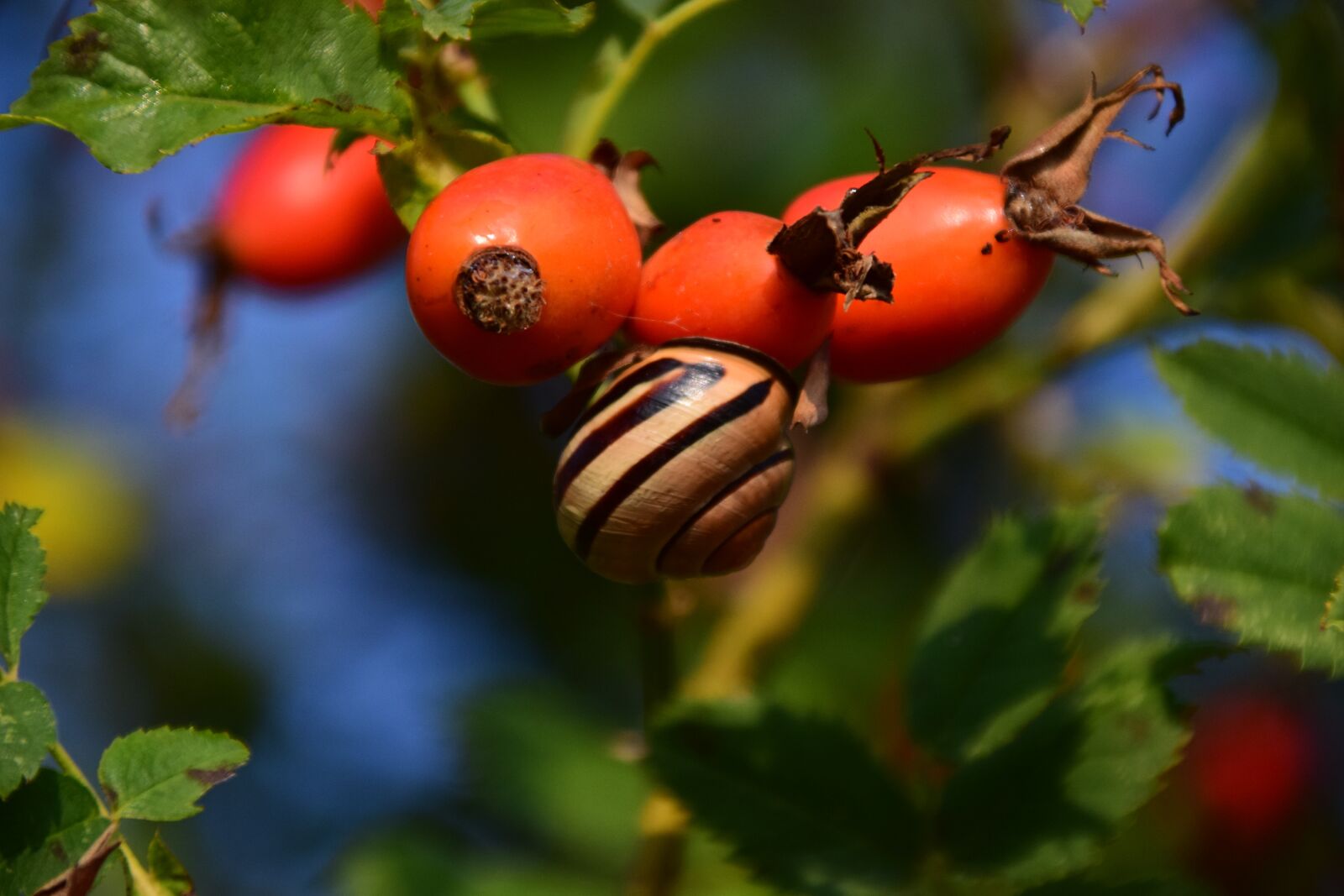 Nikon D3300 sample photo. Rose hip, ripe, forest photography