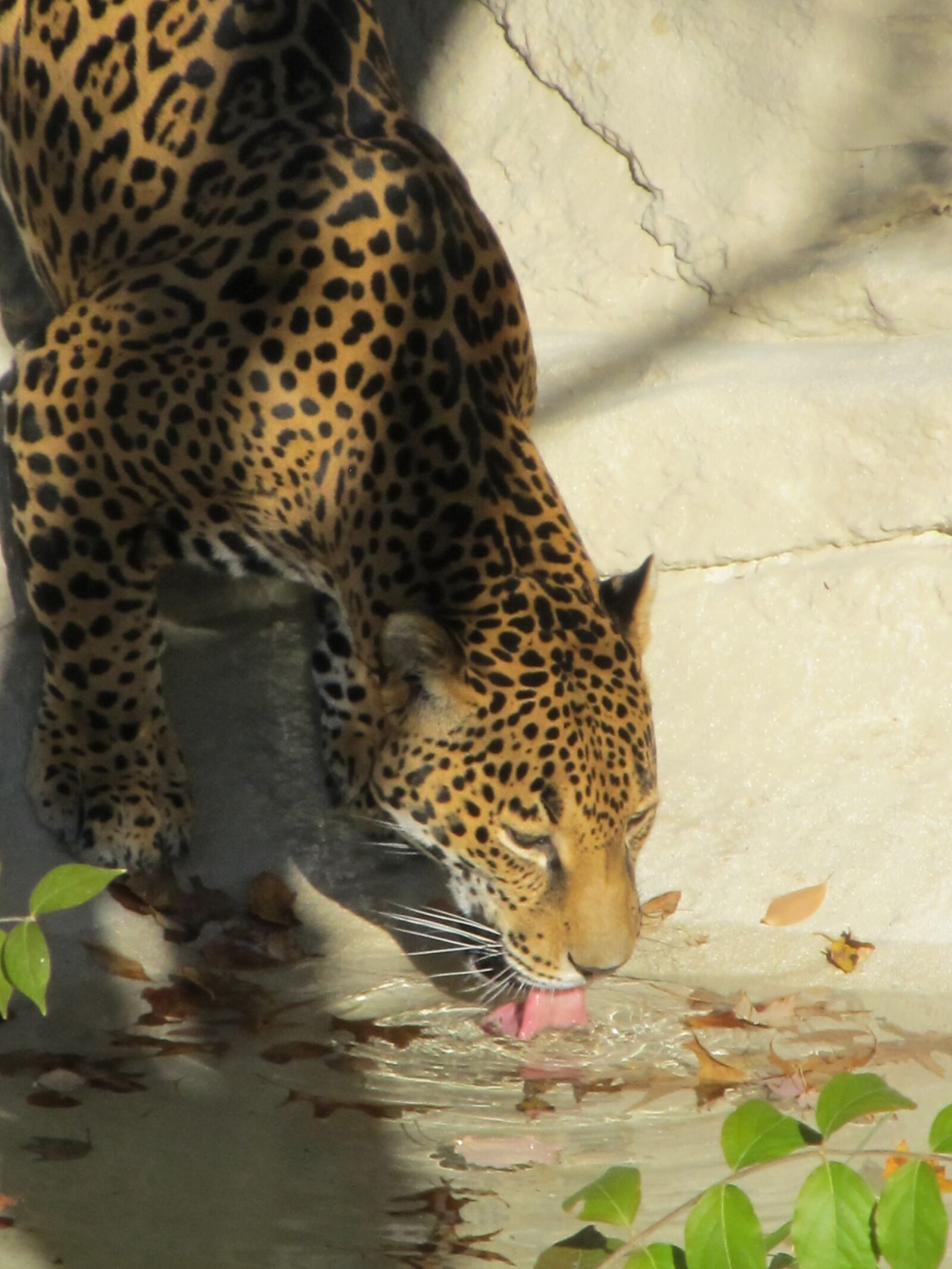 Canon PowerShot SX130 IS sample photo. Leopard, feline, cat photography