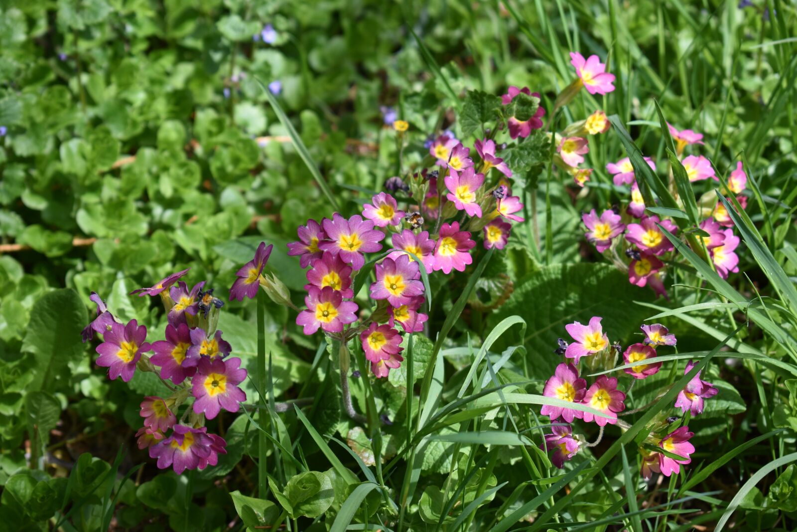 Nikon D5600 sample photo. Primrose, nature, spring photography