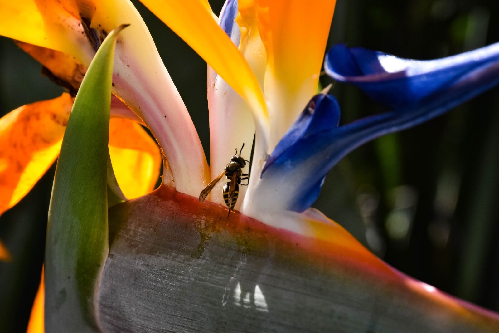 Nikon D5500 sample photo. Flower, bee, nature photography
