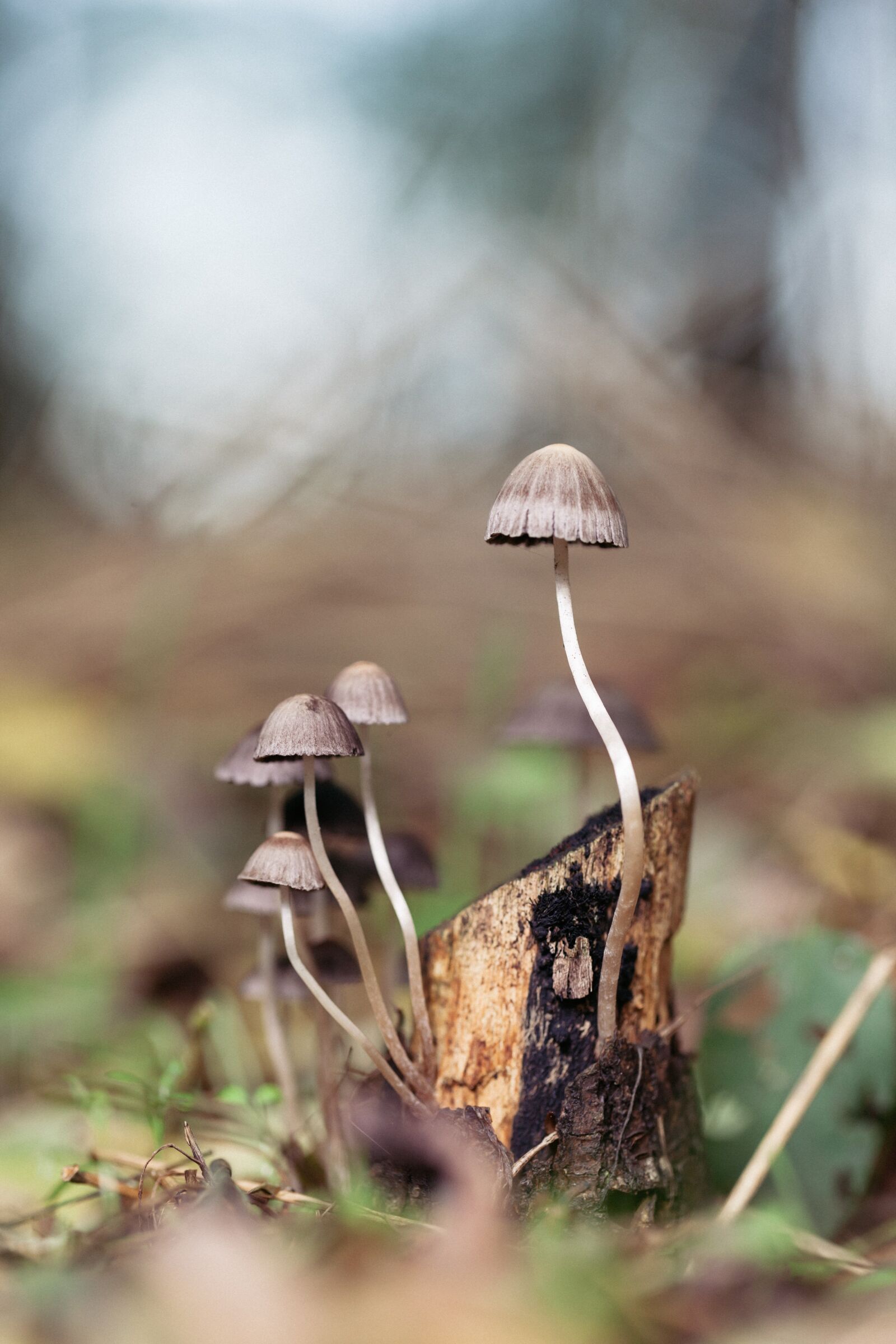 Canon EF 100mm F2.8L Macro IS USM sample photo. Mushroom, forest, magic photography