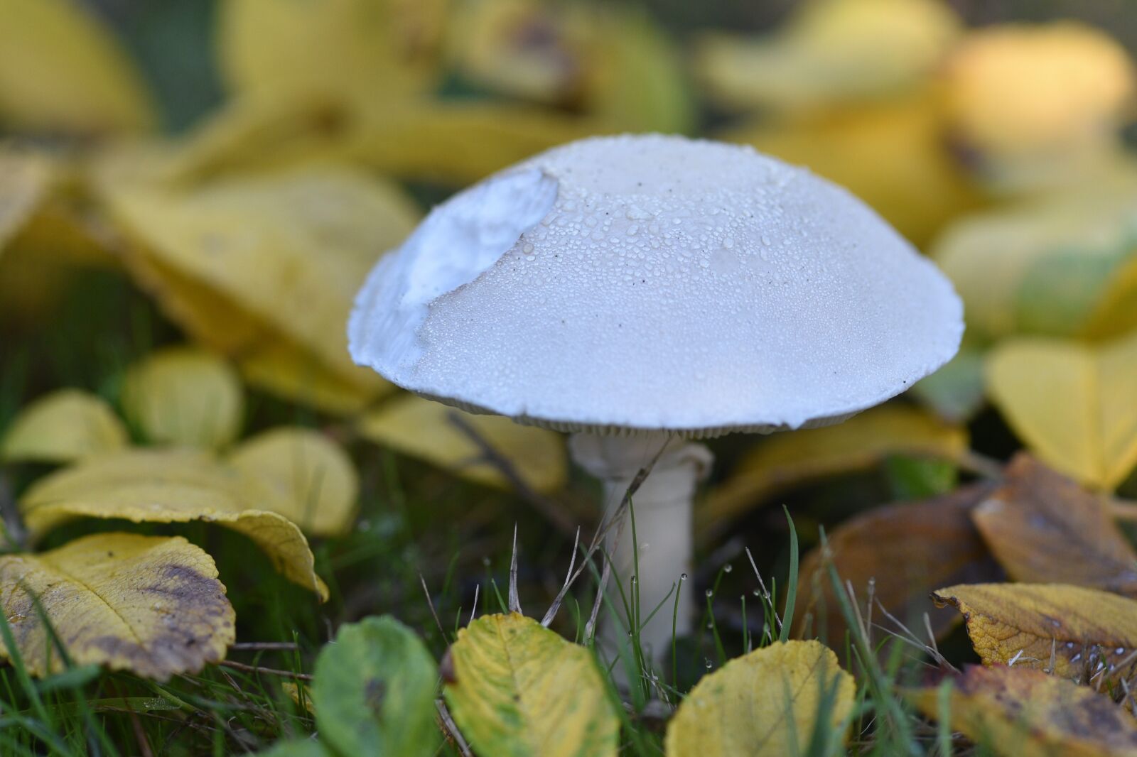 Nikon D750 sample photo. Mushroom, wild, fungi photography