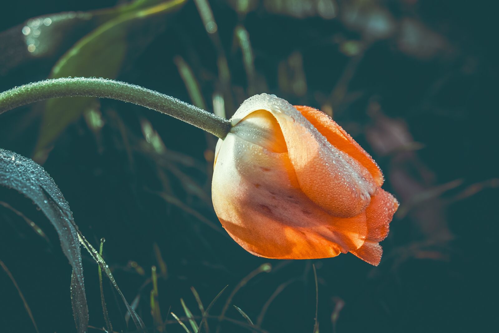 Fujifilm XF 55-200mm F3.5-4.8 R LM OIS sample photo. Tulip, closed, flower photography