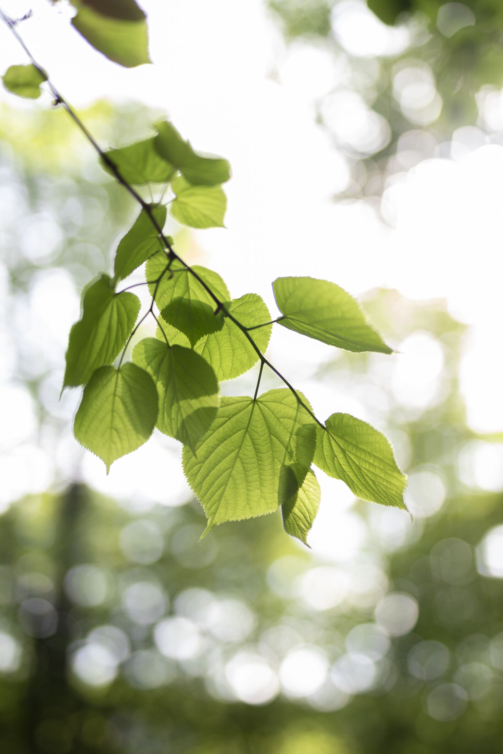 Tokina Opera 50mm F1.4 FF sample photo. Leaves, sun, tree photography