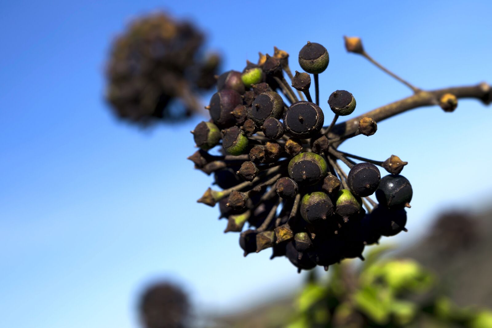 Canon EOS 6D sample photo. Berries, fruits, plant photography