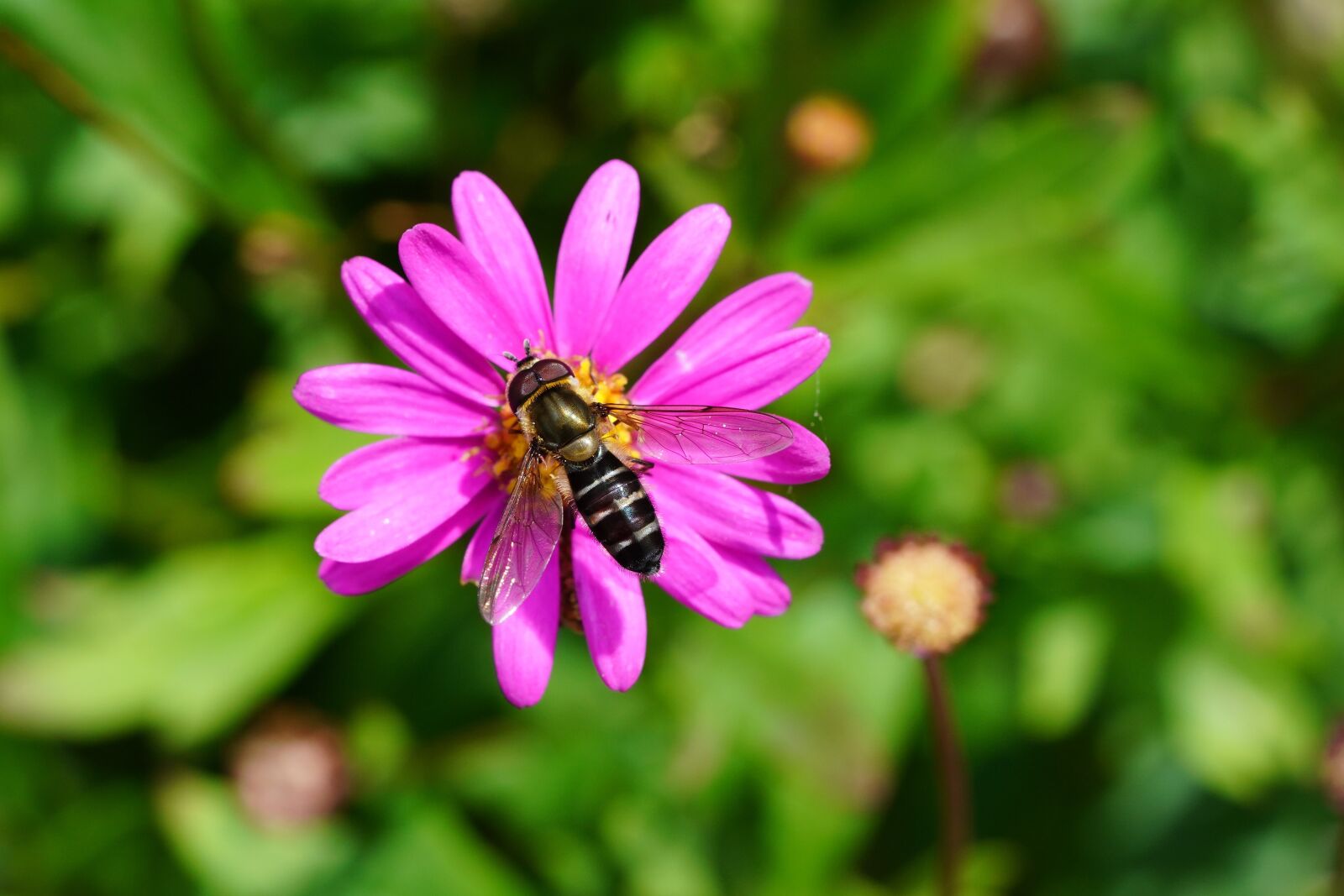 Sony a7R III + Sony FE 90mm F2.8 Macro G OSS sample photo. Wildflower, summer, flower photography