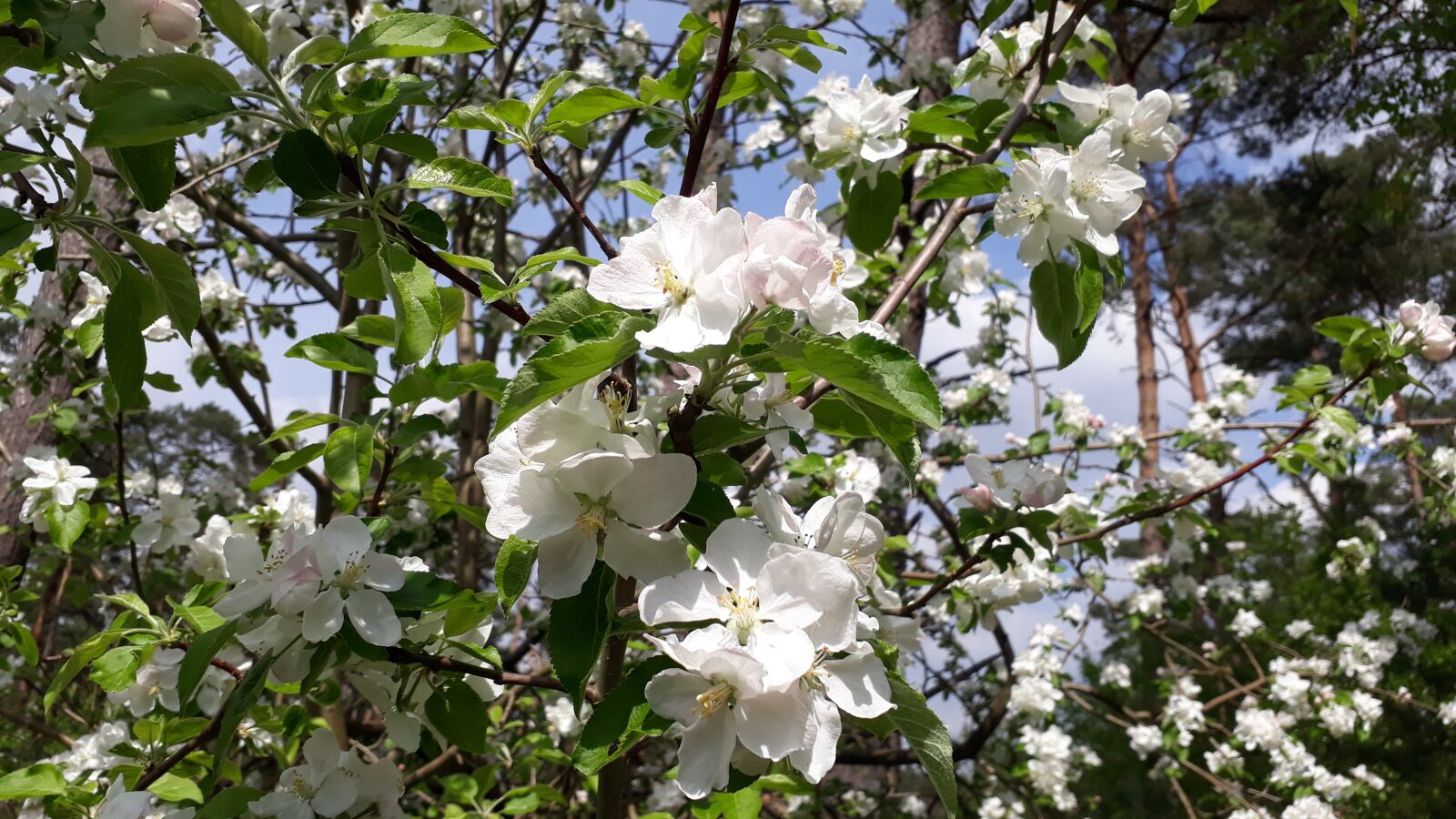 Samsung Galaxy A3(2017) sample photo. Plant, branch, nature photography