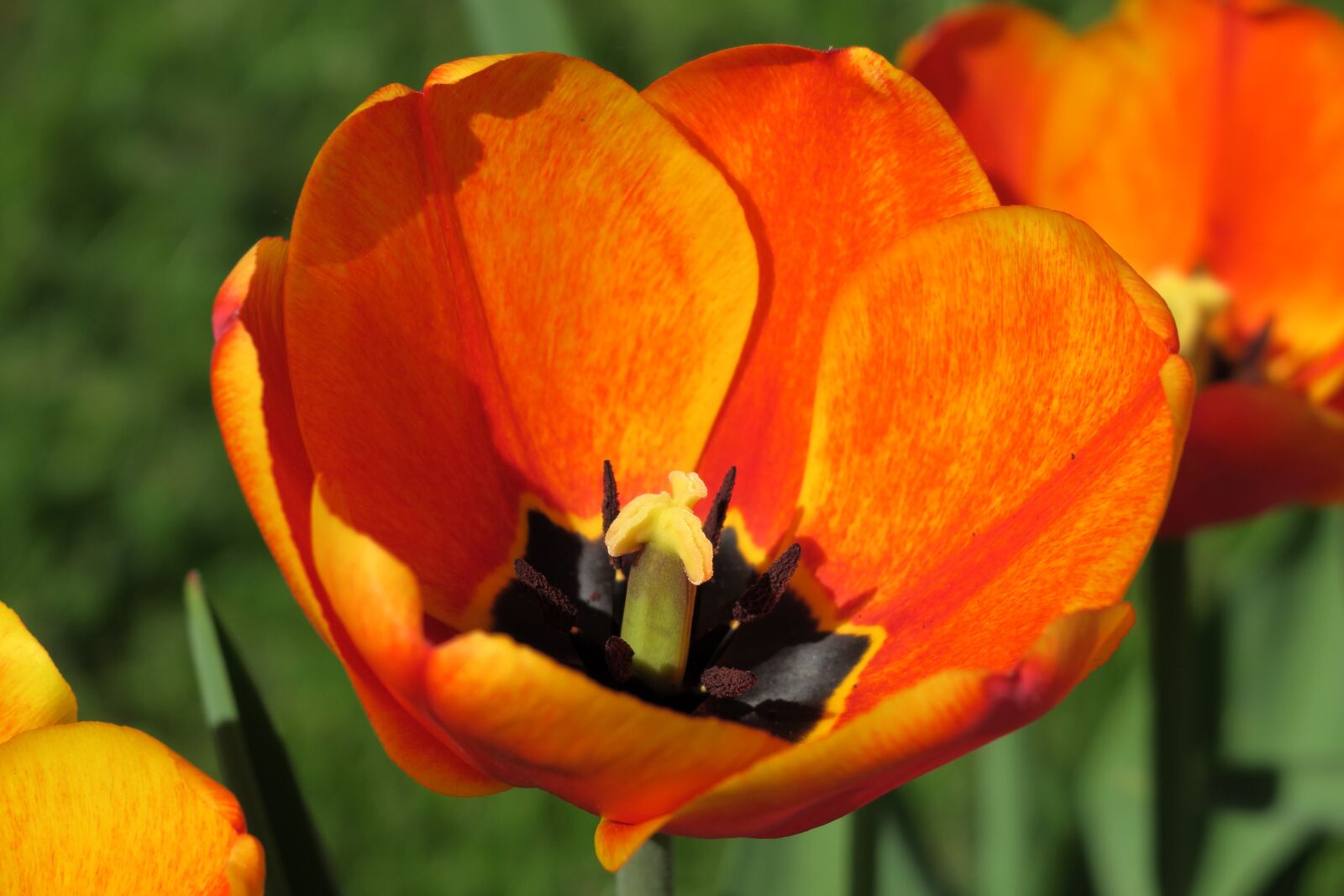 Canon PowerShot G3 X sample photo. Tulip, stamp, orange photography