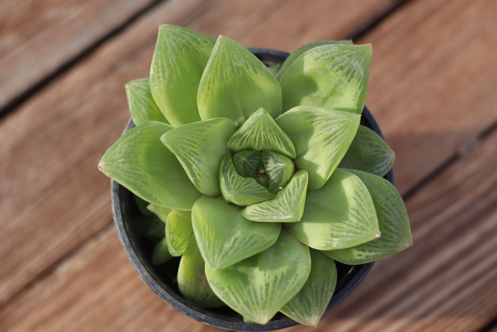Canon EOS M50 (EOS Kiss M) sample photo. Rosette, succulent, succulent plant photography
