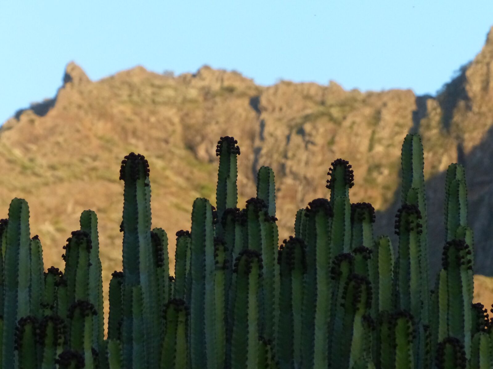 Panasonic Lumix DMC-FZ200 sample photo. Canarian spurge, plant, euphorbia photography