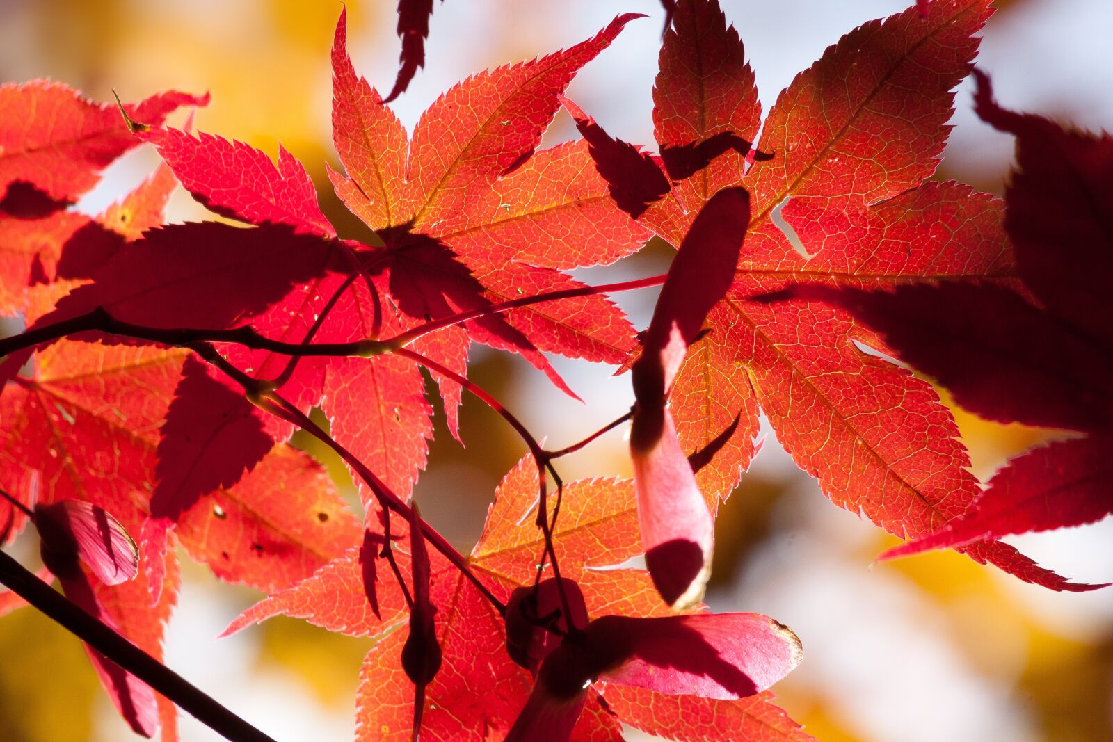 Canon EOS 50D sample photo. Maple, autumn, leaf photography